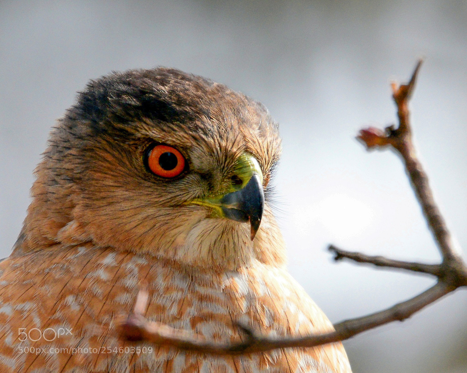 Nikon D600 sample photo. Coppers hawk photography