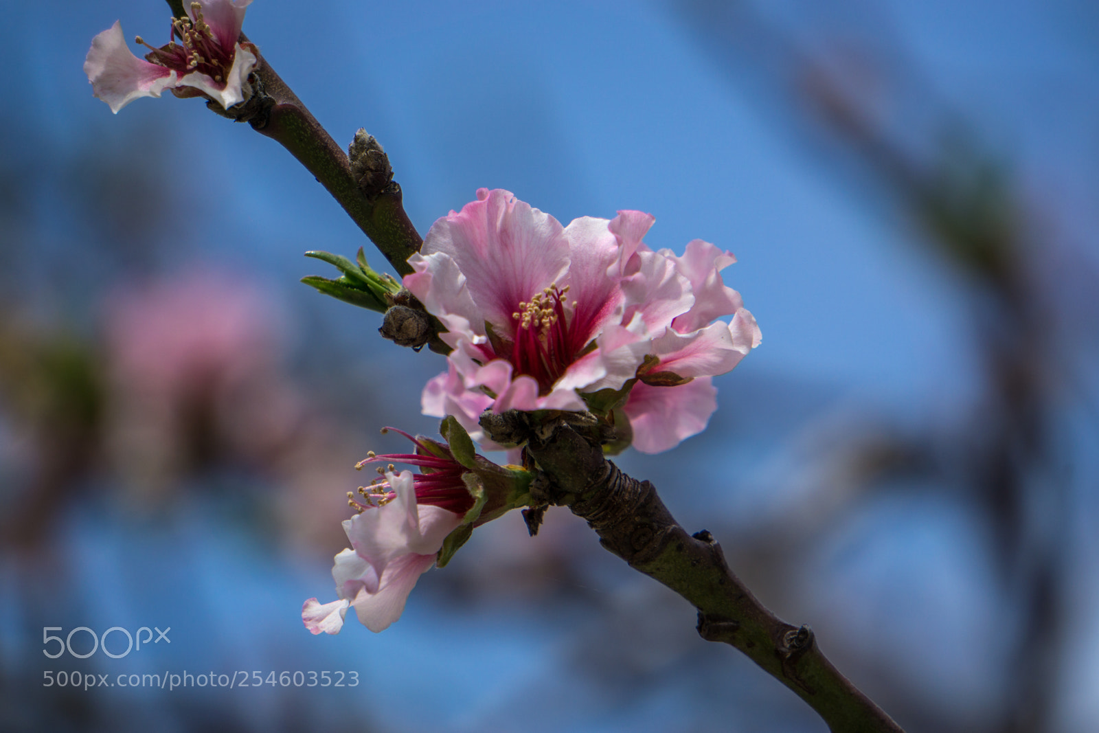 Sony a6000 sample photo. Hello spring photography
