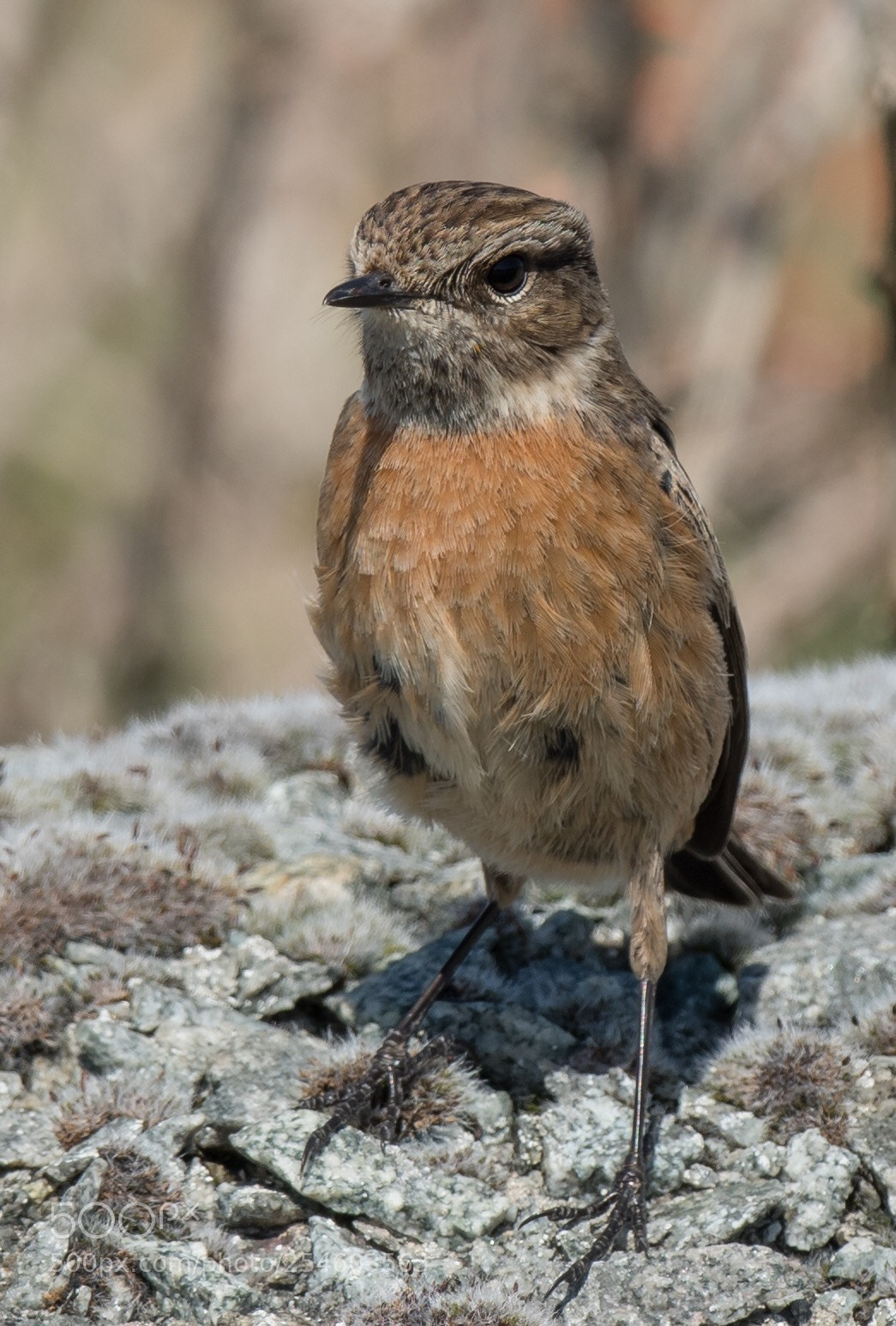 Nikon D500 sample photo. Female stonechat.  photography