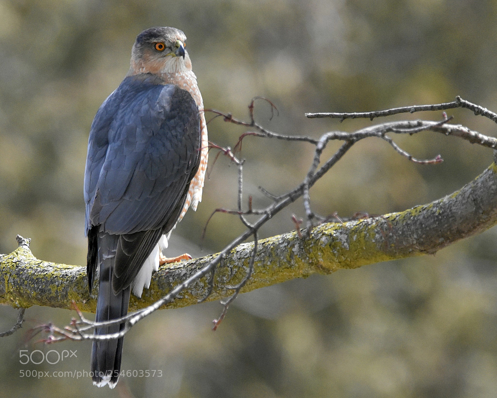 Nikon D3400 sample photo. Hawk on a stick photography