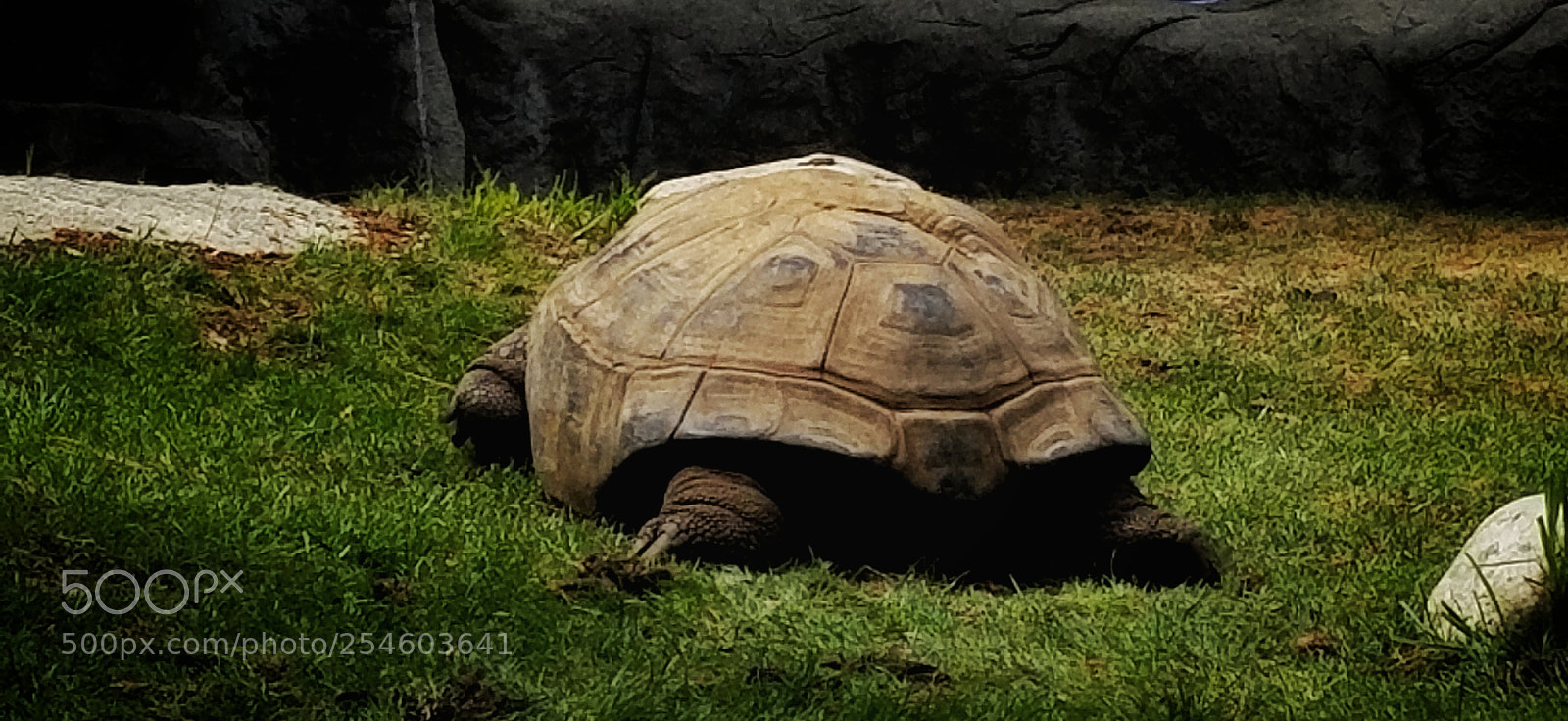 Samsung Galaxy S8+ sample photo. 108/365 photography
