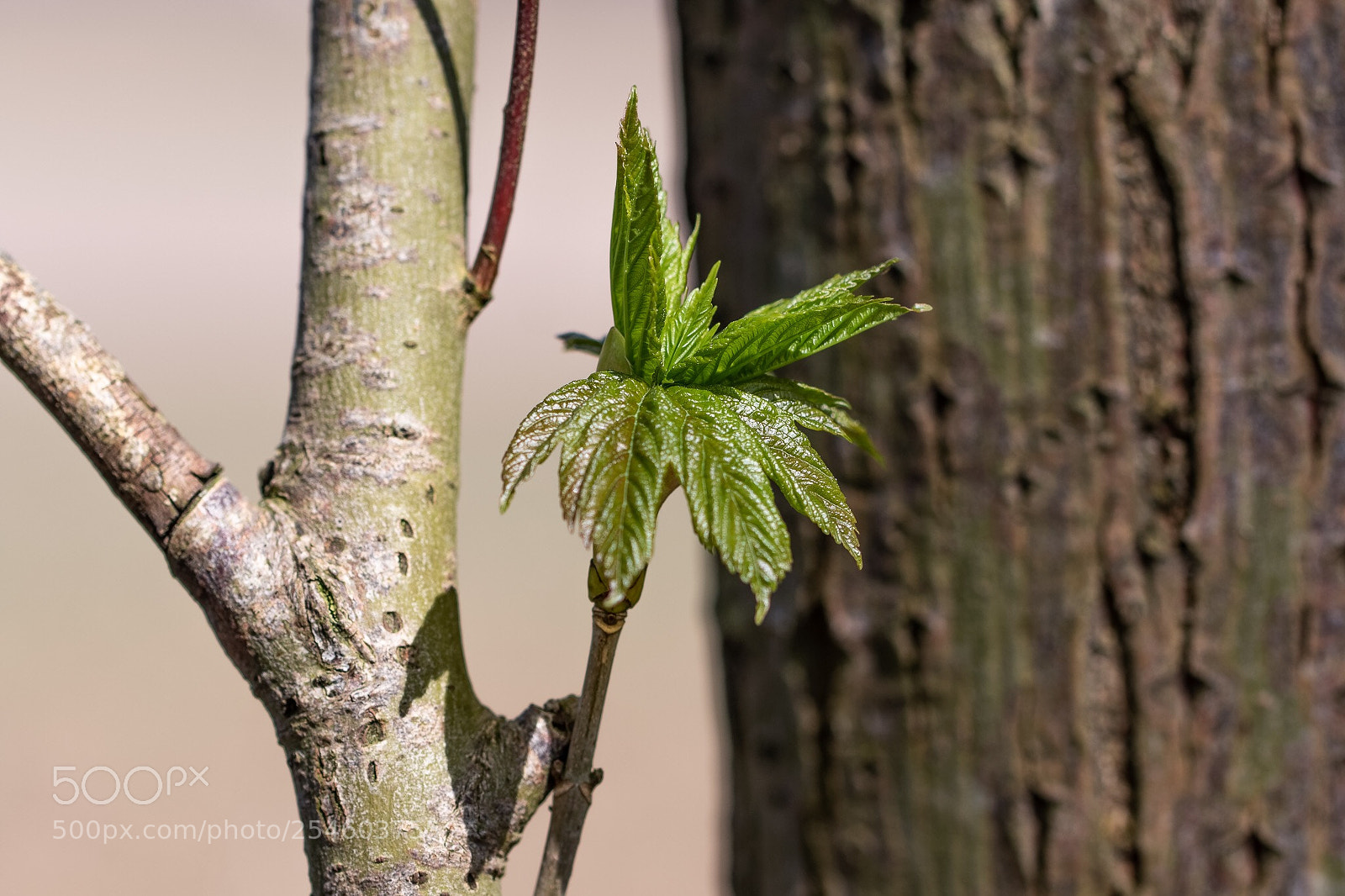 Canon EOS 7D Mark II sample photo. Spring photography