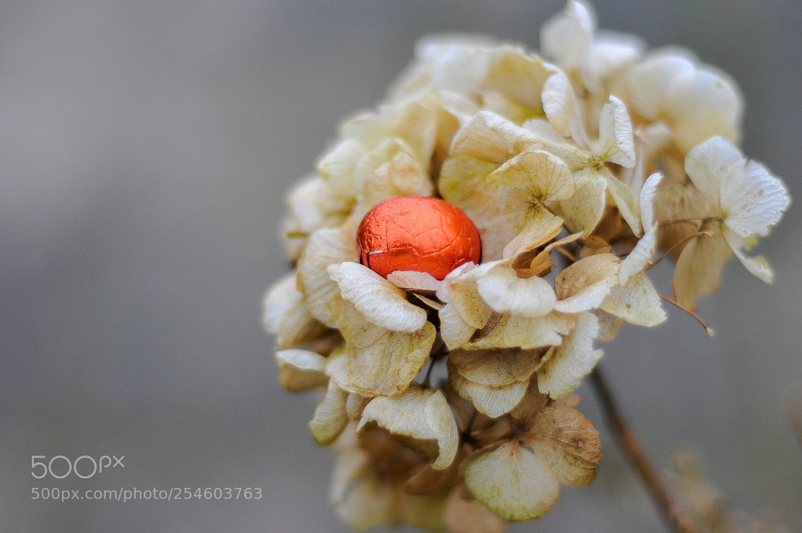 Nikon D300 sample photo. Eastereggs photography