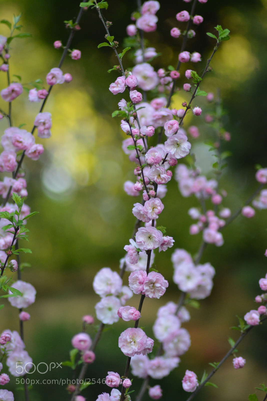 Nikon D5200 sample photo. Flowers photography