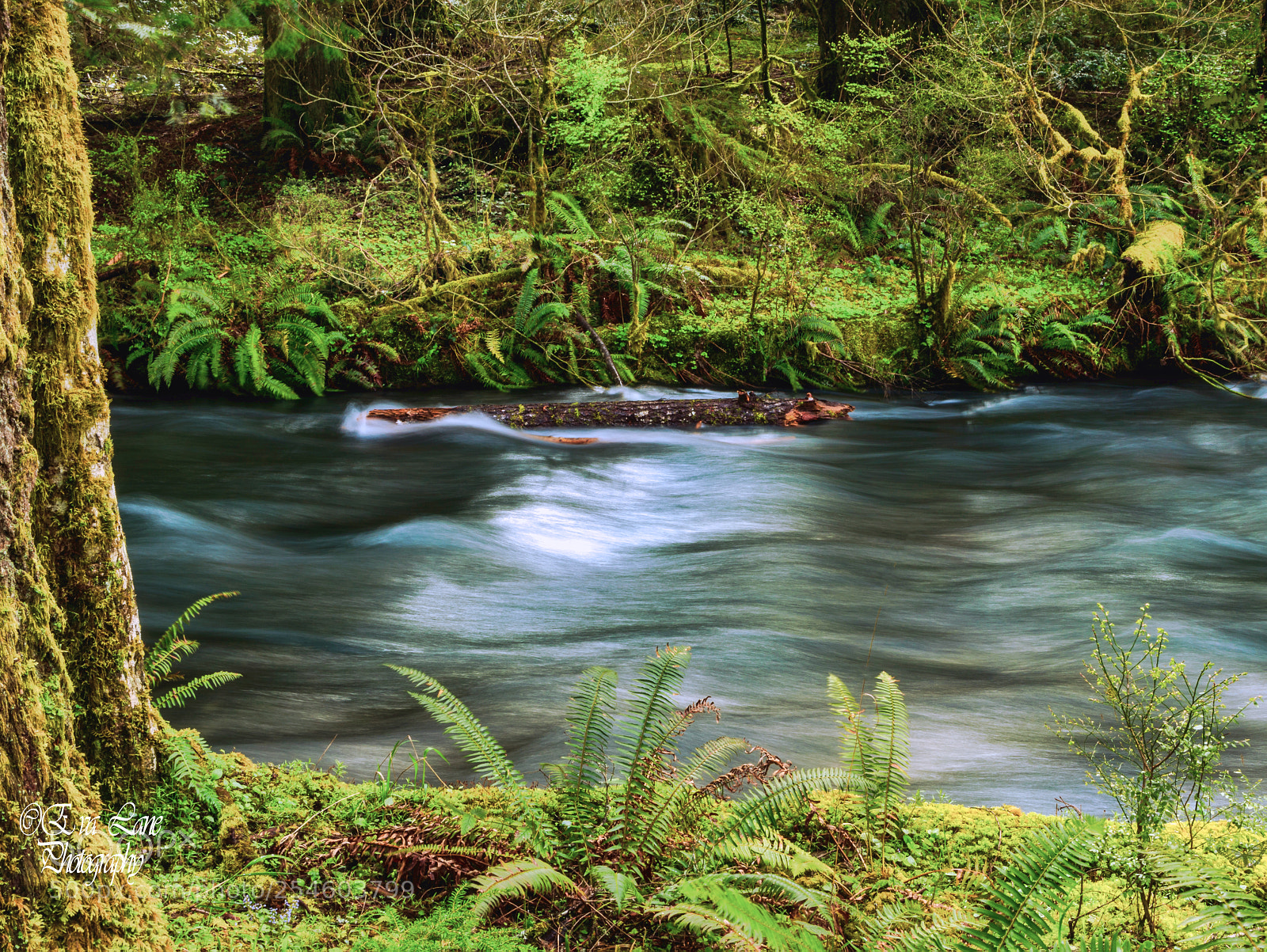 Canon EOS 6D sample photo. Oregon spring photography