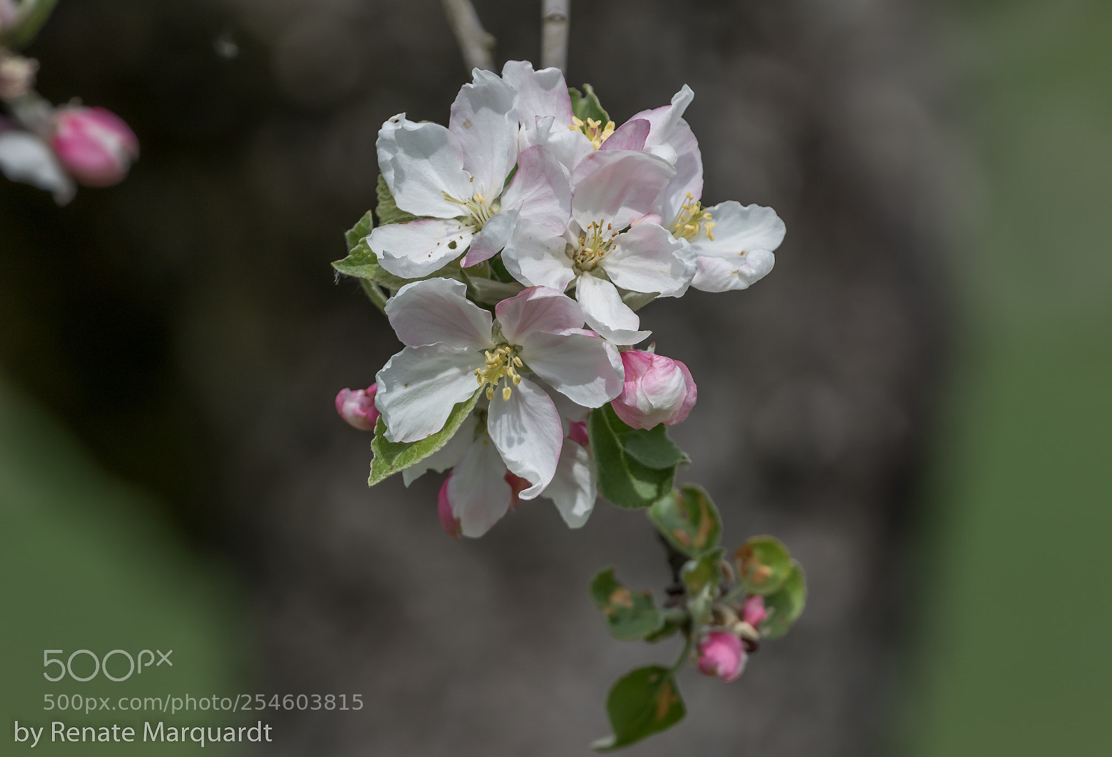 Canon EOS 7D Mark II sample photo. Apfelbaumblüten...... photography