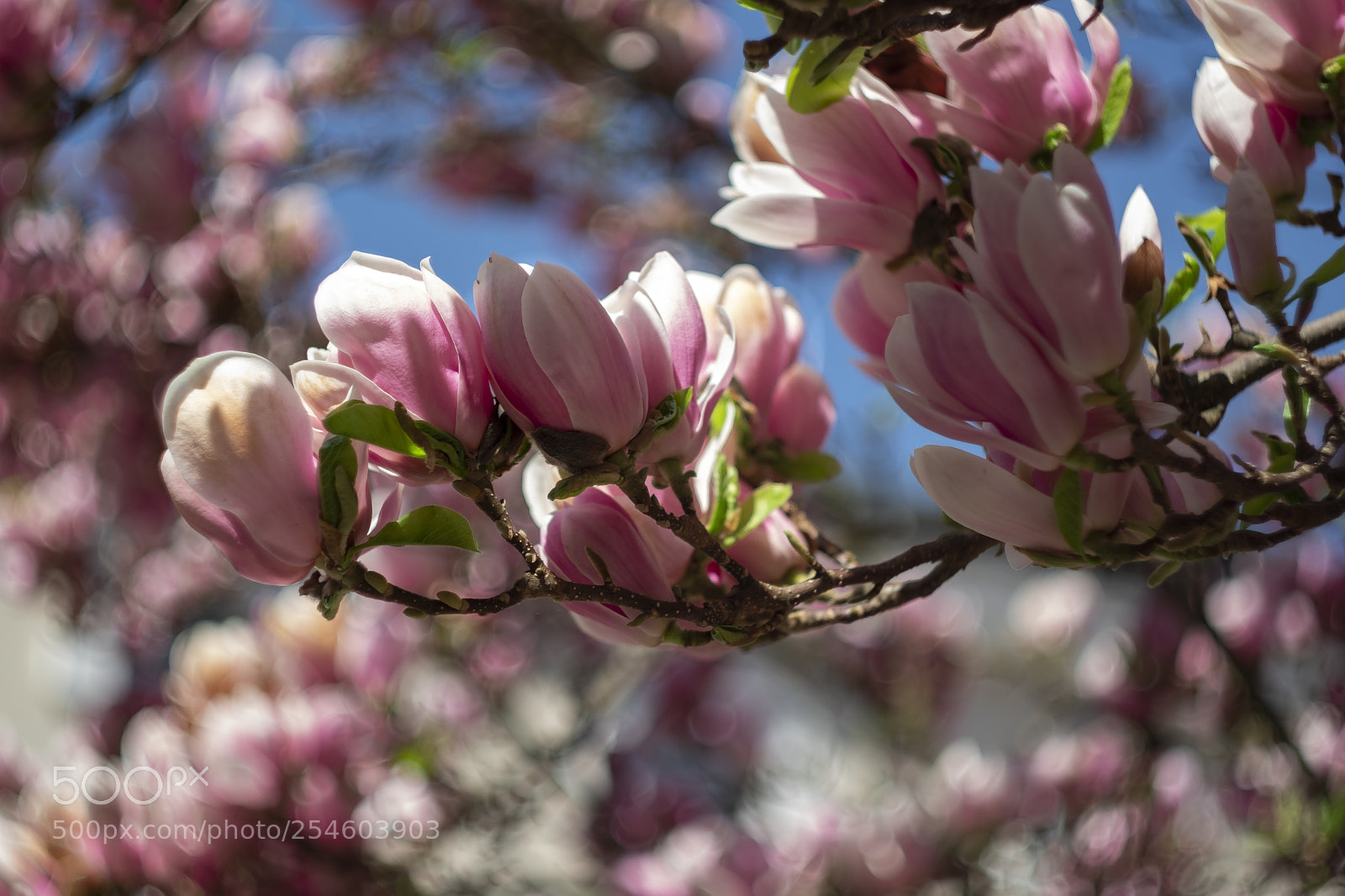 Fujifilm X-T20 sample photo. Magnolia blossom photography