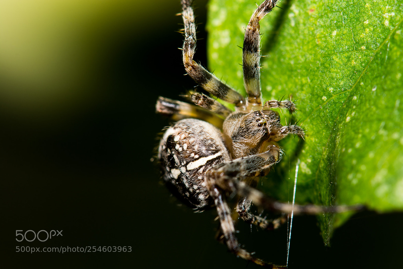 Nikon D7100 sample photo. 4759.jpg photography