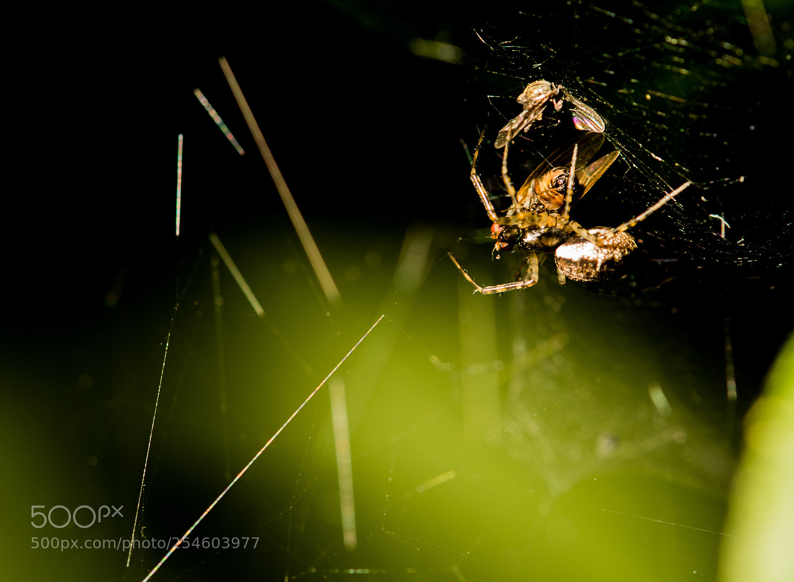 Nikon D7100 sample photo. 4810.jpg photography