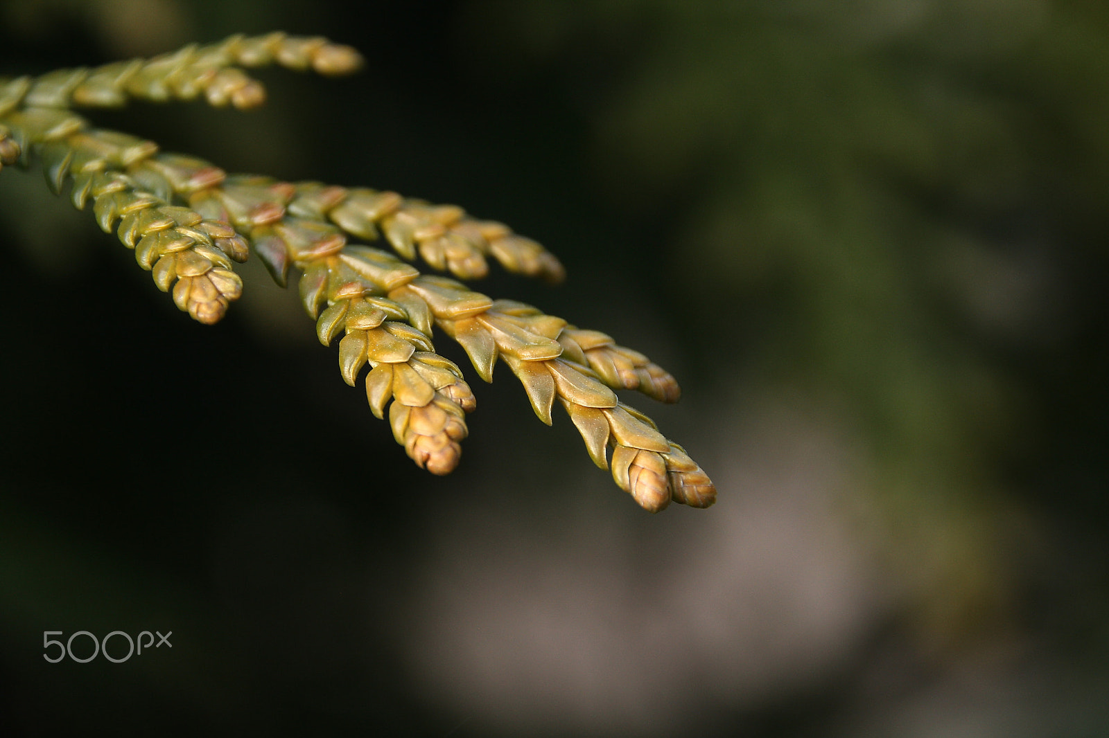 Canon EOS 1000D (EOS Digital Rebel XS / EOS Kiss F) sample photo. Thujopsis dolabrata photography
