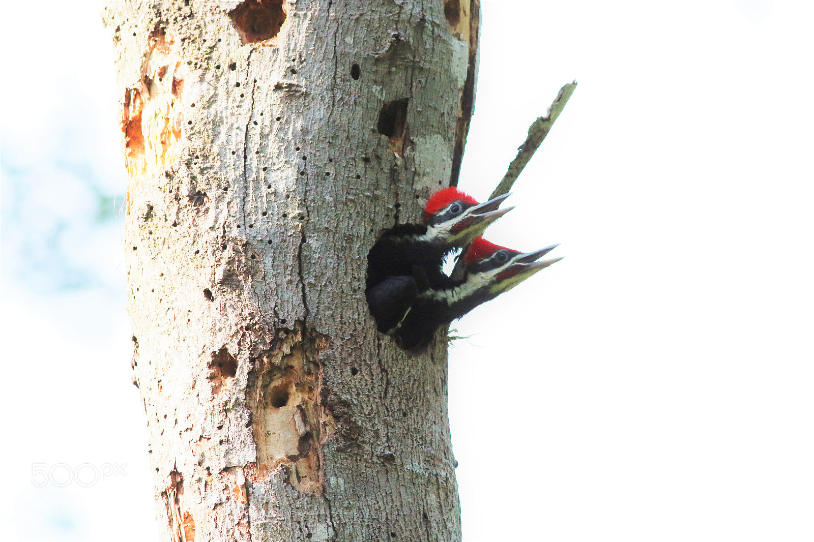 Canon EOS 70D sample photo. Hungry woody's photography
