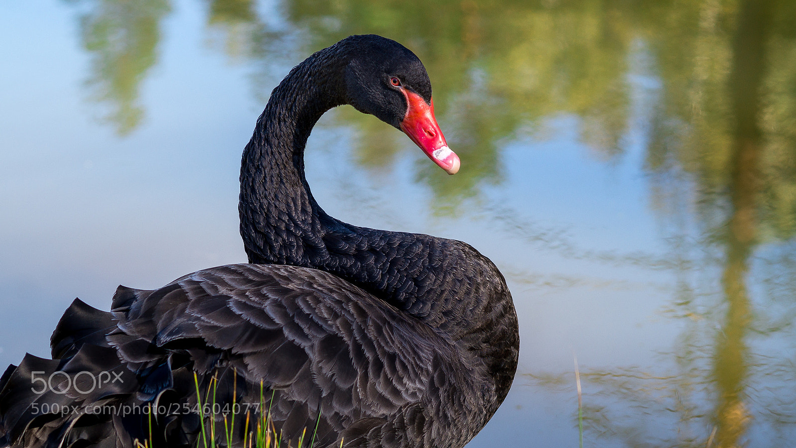 Sony SLT-A57 sample photo. Black swan photography