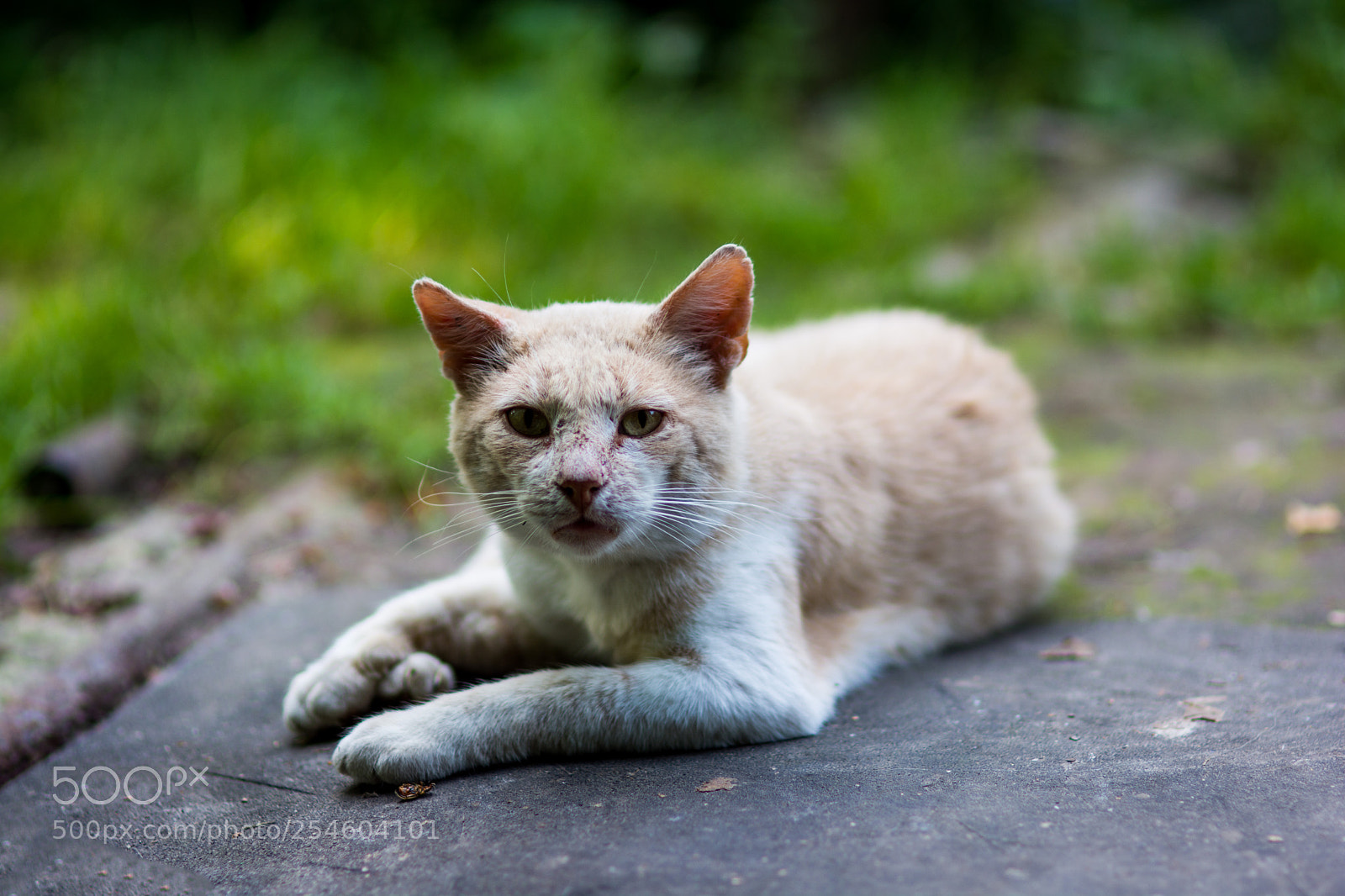 Nikon D7100 sample photo. 5258 photography