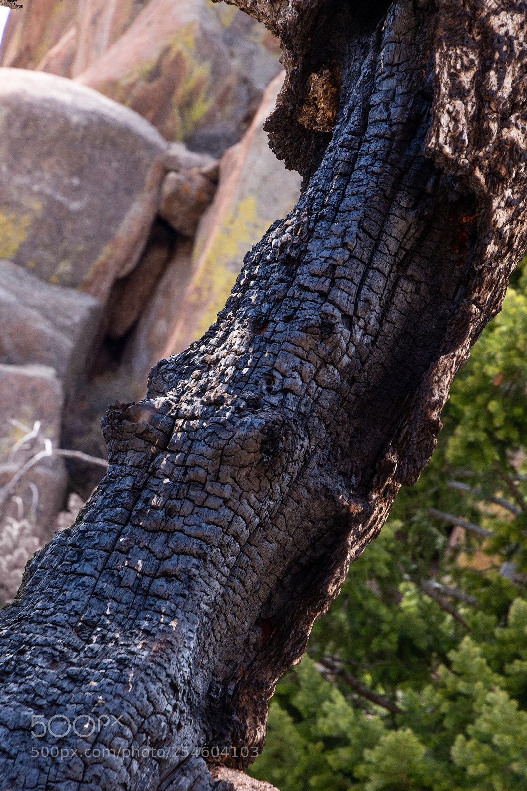 Nikon D610 sample photo. Split photography