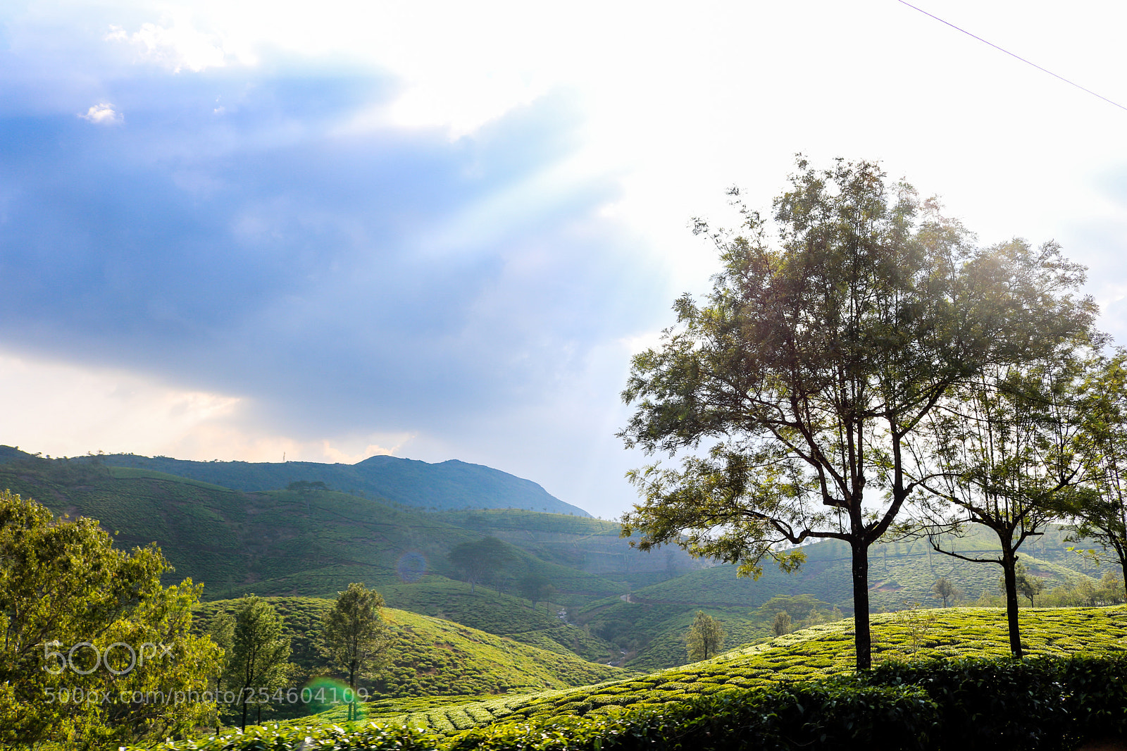 Canon EOS 750D (EOS Rebel T6i / EOS Kiss X8i) sample photo. Tea plantations photography