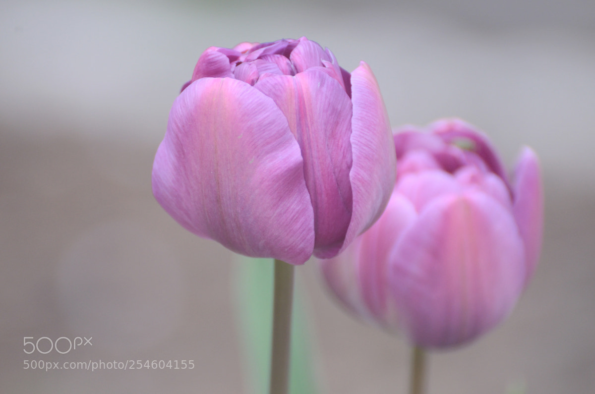 Nikon D7000 sample photo. Colour pink photography