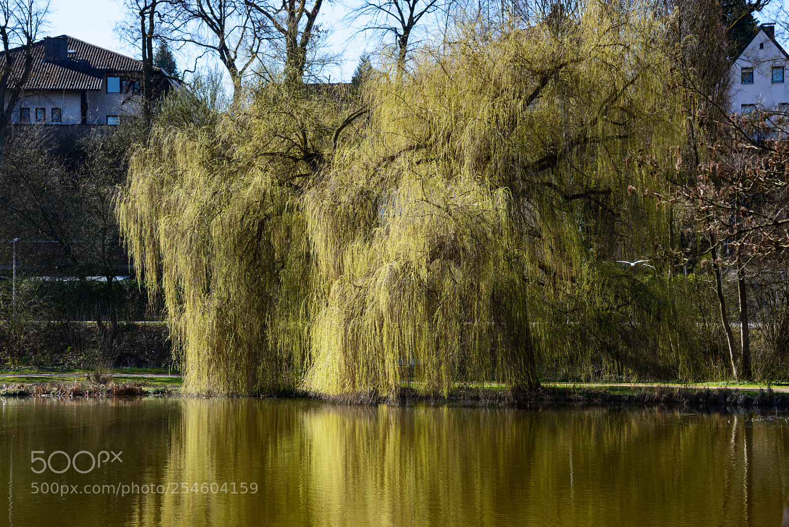 Nikon D800 sample photo. Weeping willow with fresh photography