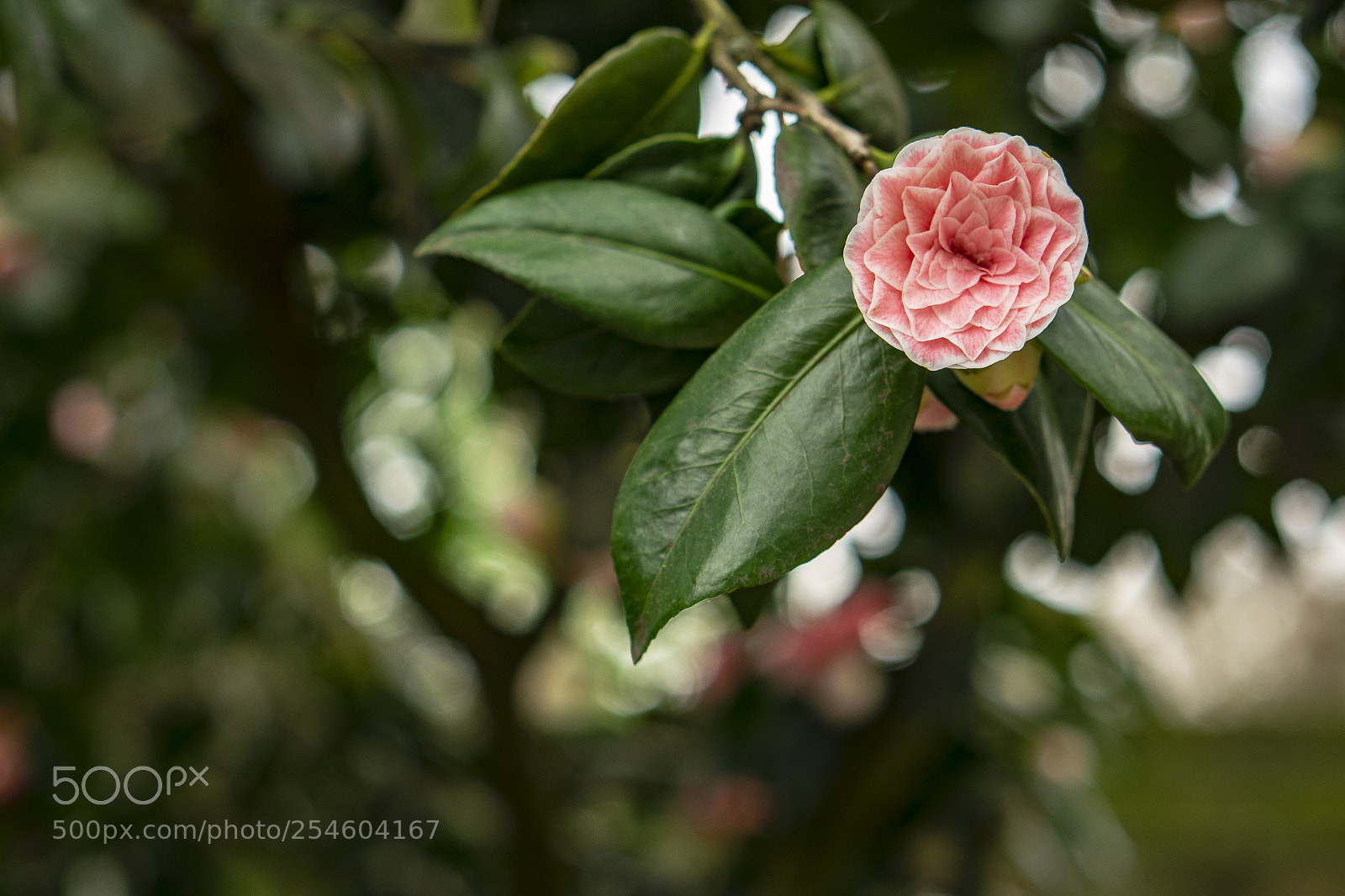 Sony a6000 sample photo. Pink flower photography