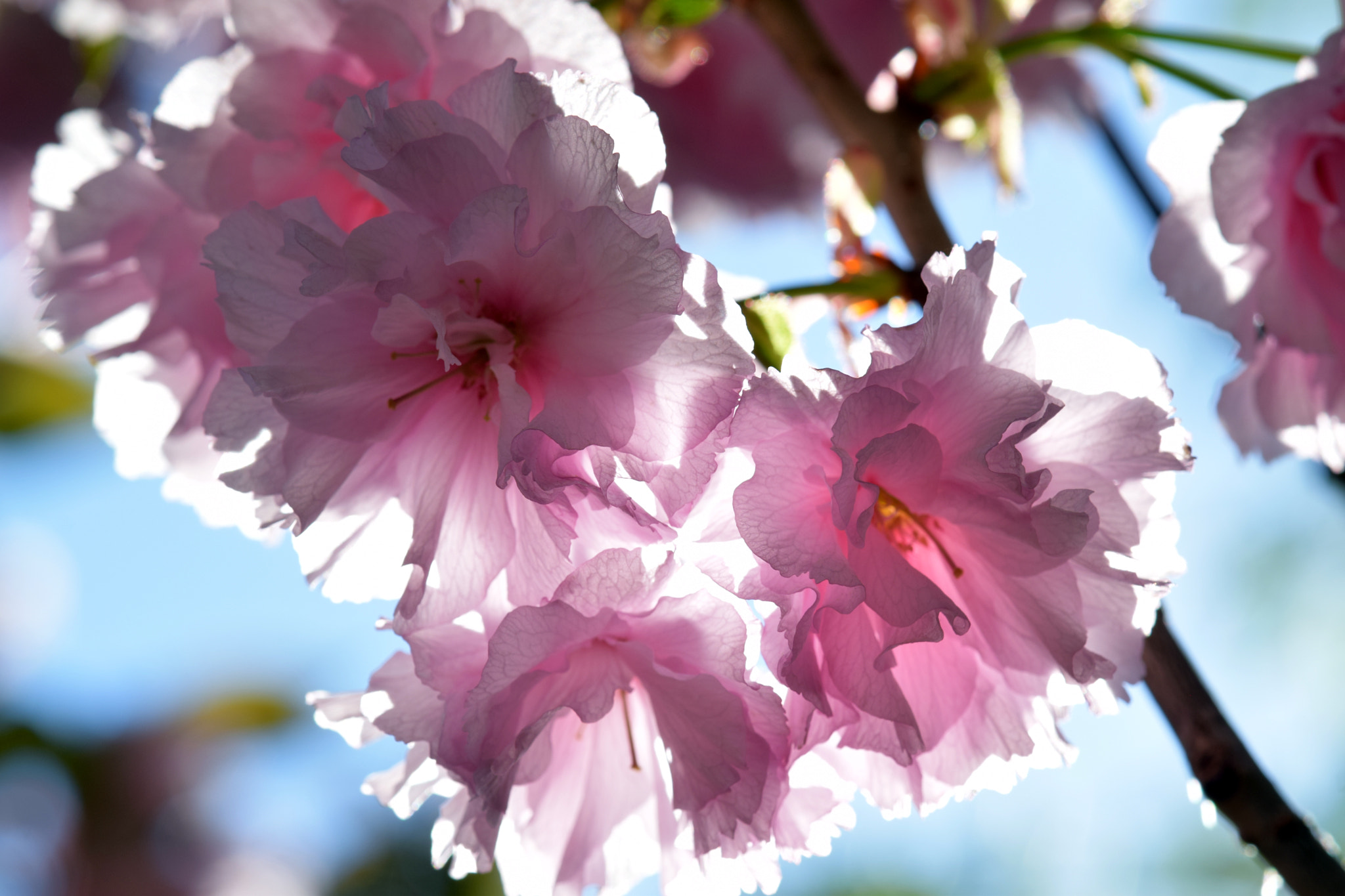 Nikon AF-S DX Micro-Nikkor 85mm F3.5G ED VR sample photo. Details photography