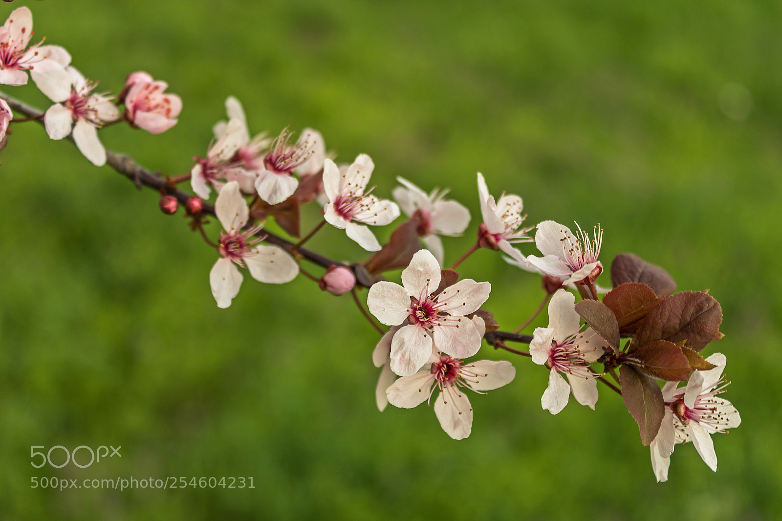 Canon EOS 750D (EOS Rebel T6i / EOS Kiss X8i) sample photo. Season flowers photography