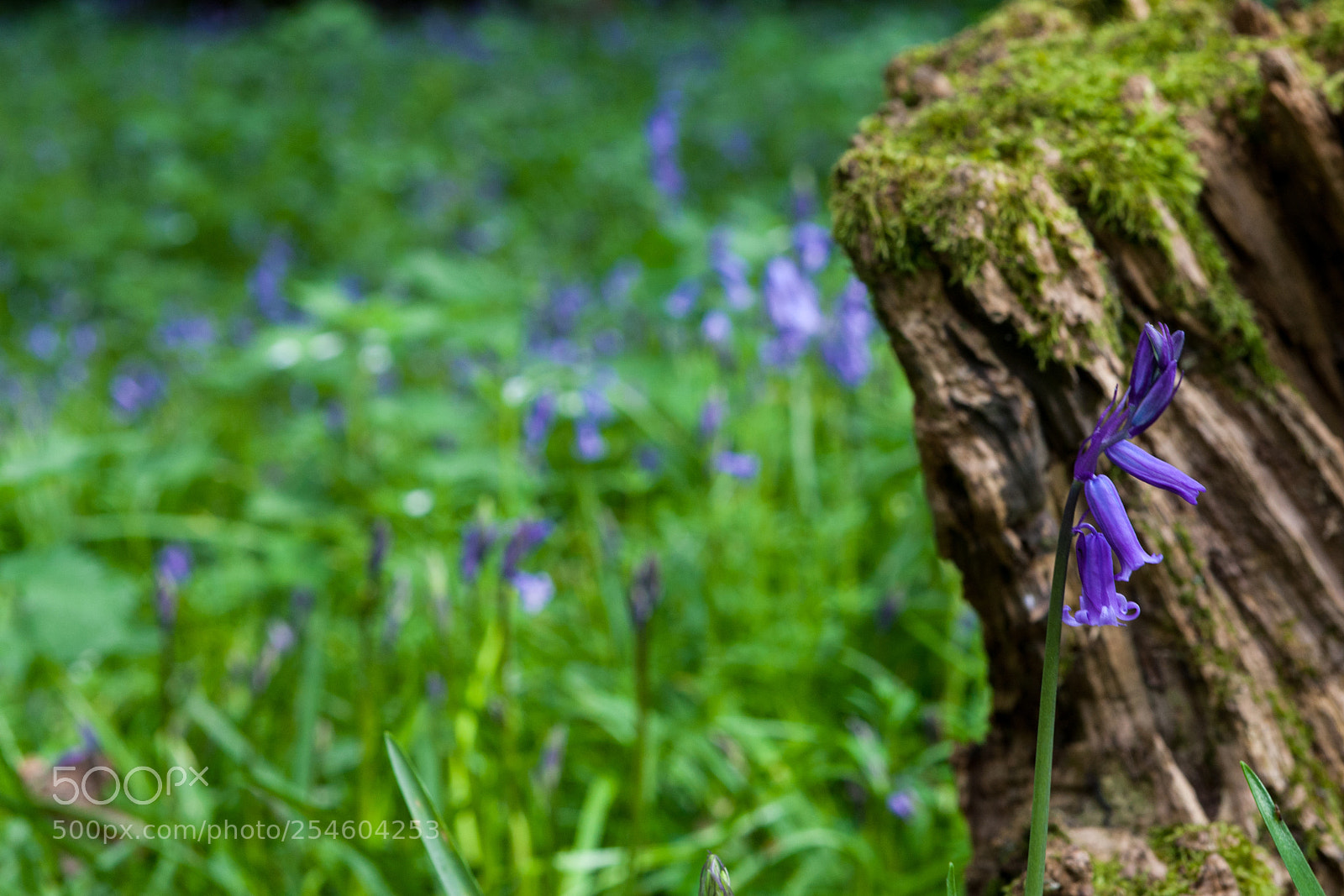 Canon EOS 5D sample photo. Blue bells photography