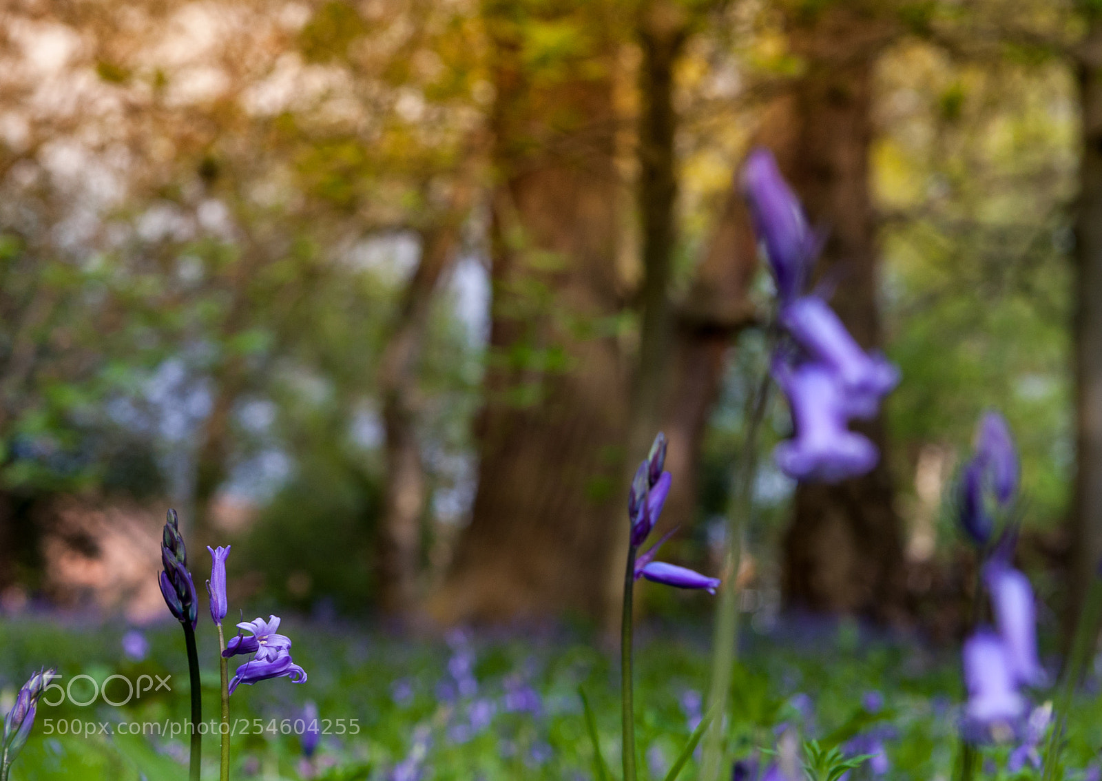 Canon EOS 5D sample photo. Blue bells photography