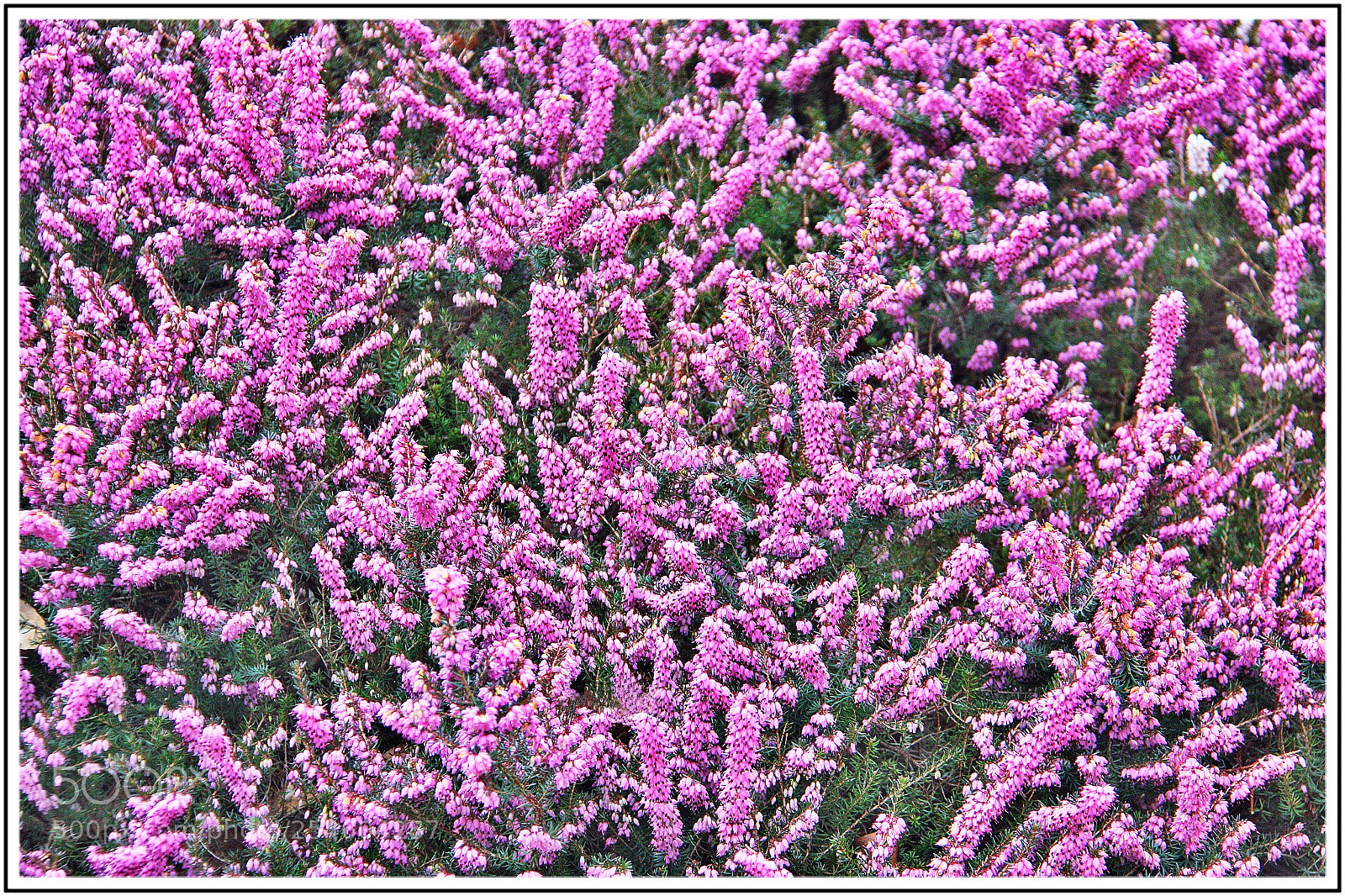 Canon EOS 450D (EOS Rebel XSi / EOS Kiss X2) sample photo. Les jardins du pays photography