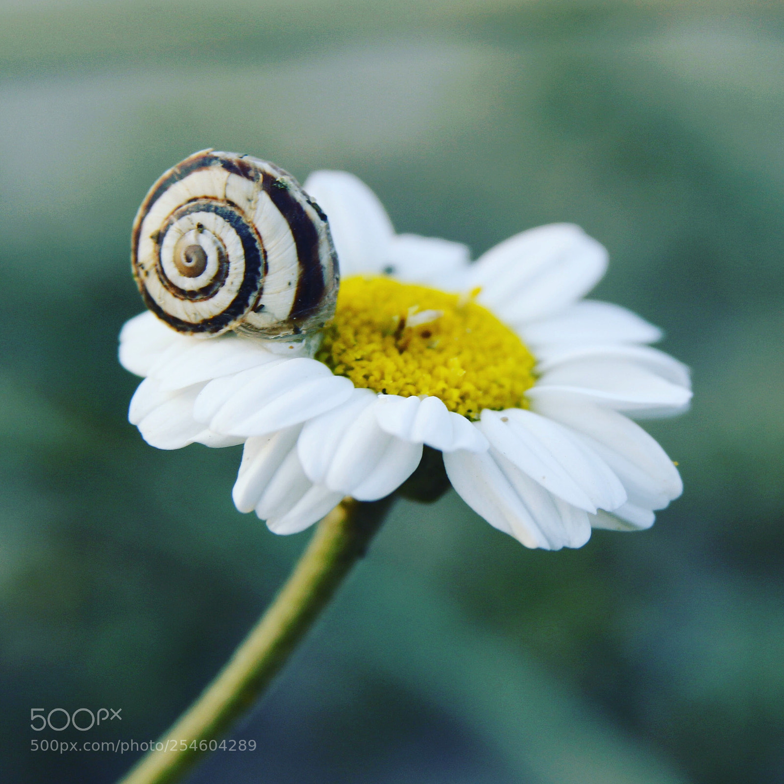 Canon EOS 700D (EOS Rebel T5i / EOS Kiss X7i) sample photo. Snail  photography