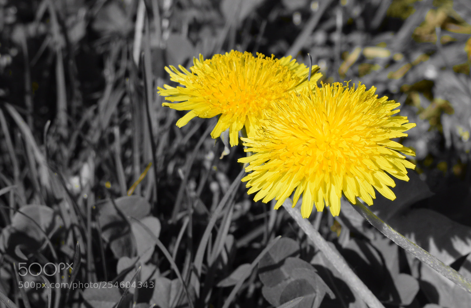 Nikon D5300 sample photo. Black and yellow photography