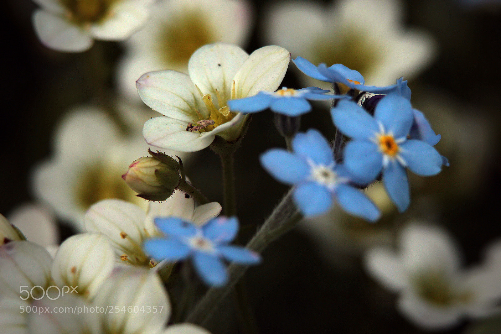 Canon EOS 600D (Rebel EOS T3i / EOS Kiss X5) sample photo. Myosotis et saxifraga photography