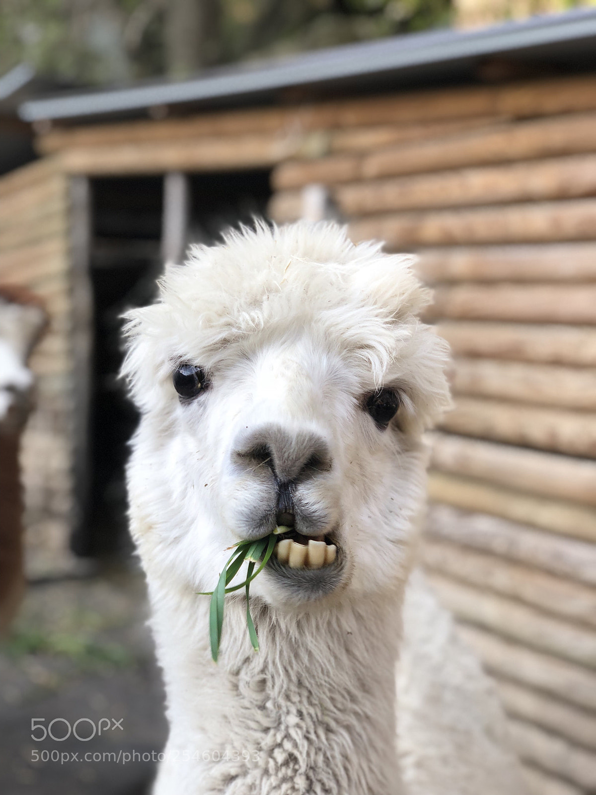 Apple iPhone X sample photo. Alpaca photography