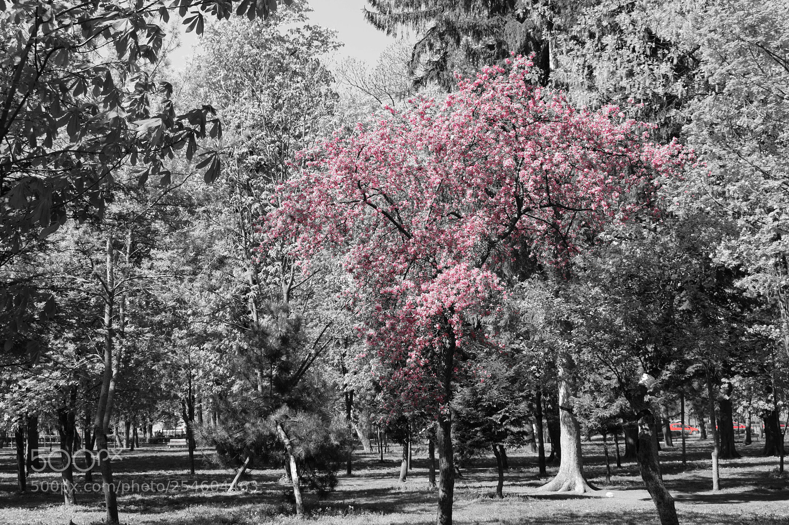 Nikon D5300 sample photo. Lonely photography