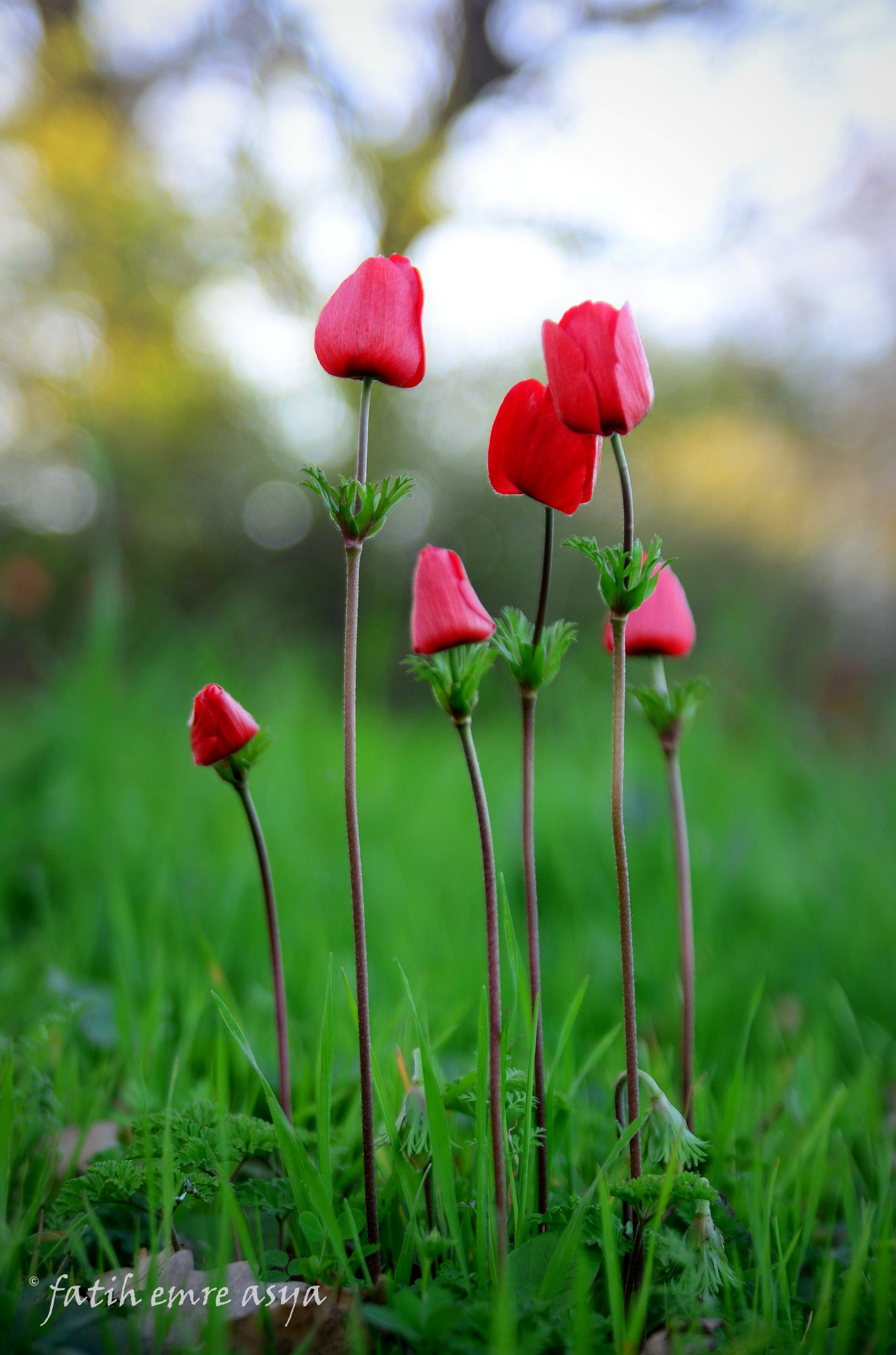 Nikon D7000 sample photo. Anemon photography
