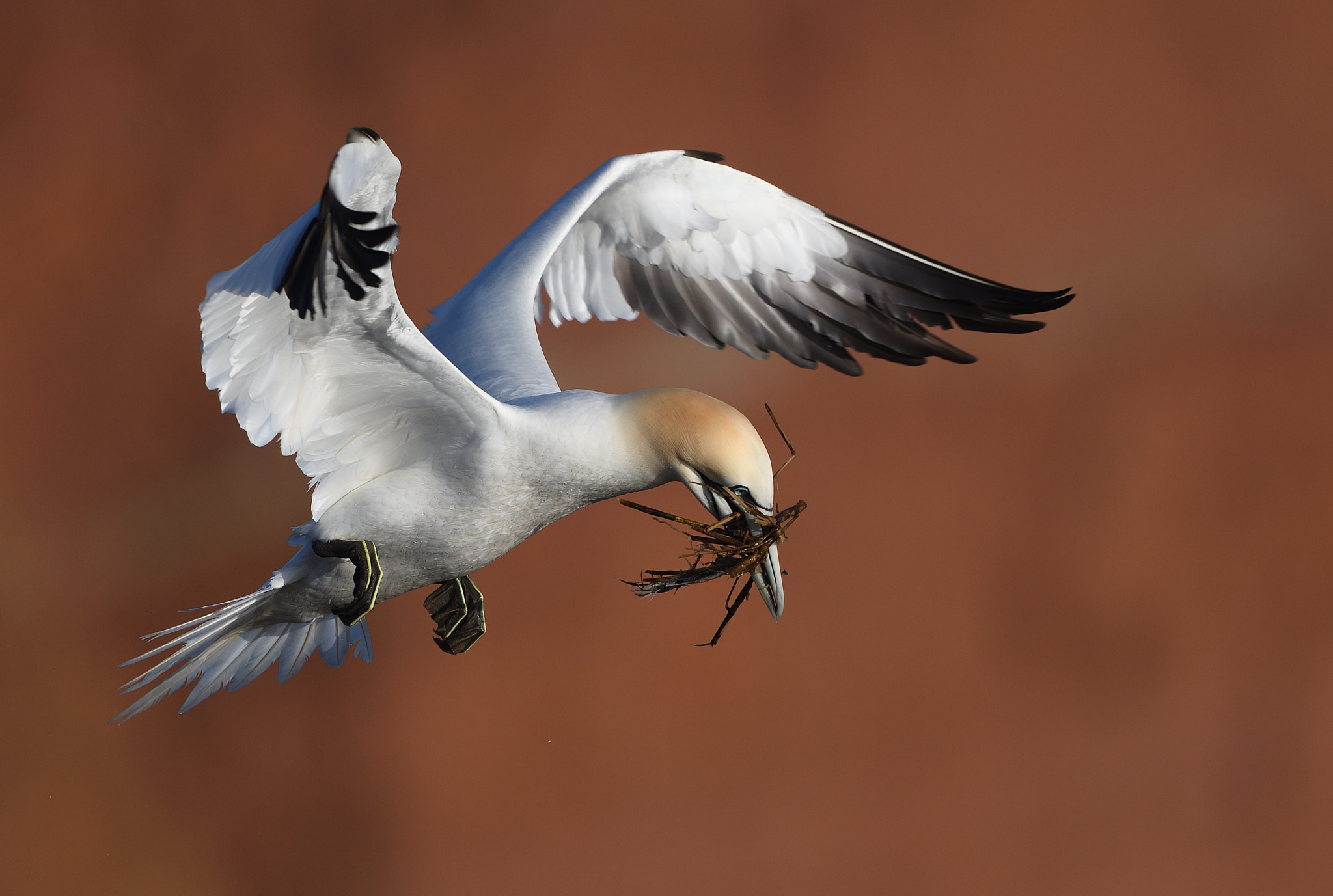 Nikon AF-S Nikkor 500mm F4G ED VR sample photo. In flight photography