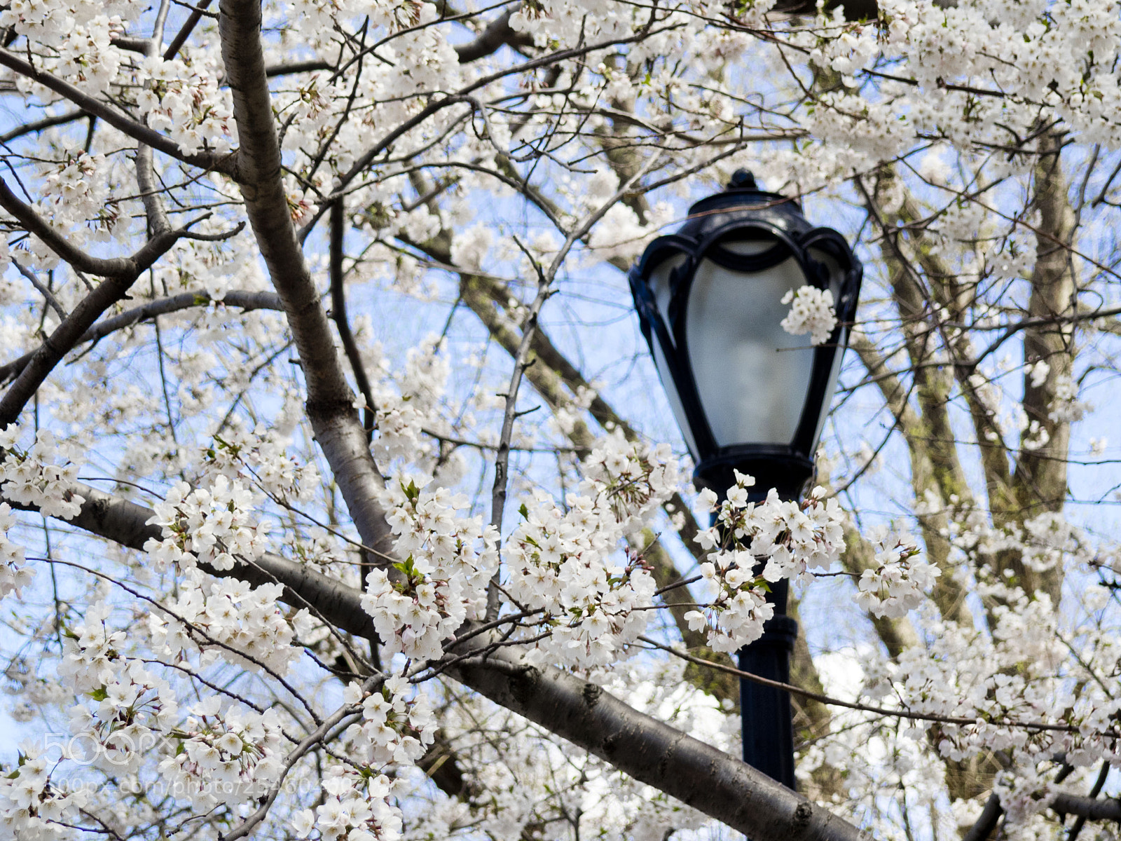 Olympus OM-D E-M1 sample photo. Cherry blossom in central photography