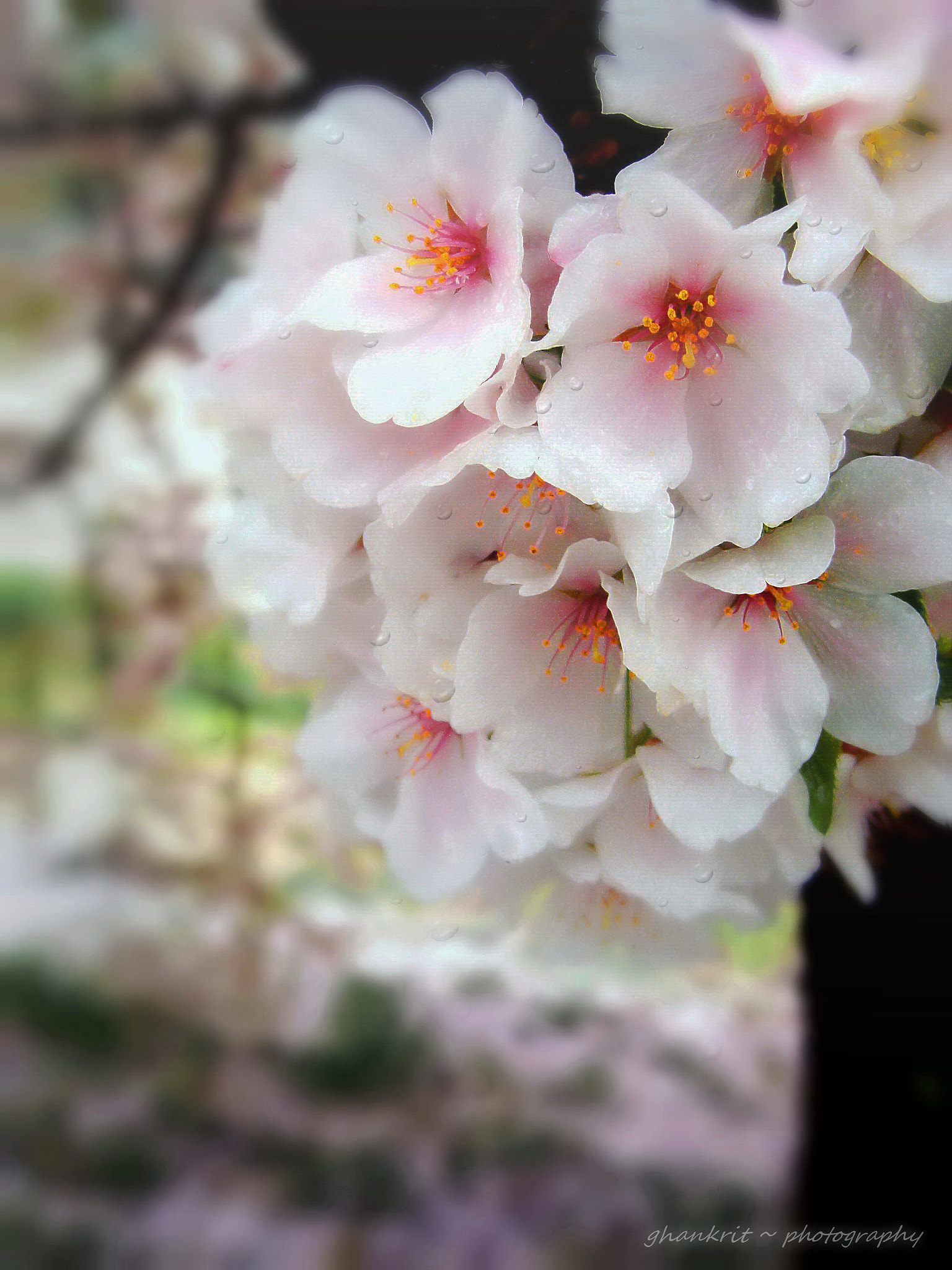 Sony Cyber-shot DSC-H10 sample photo. Sweet blossom photography