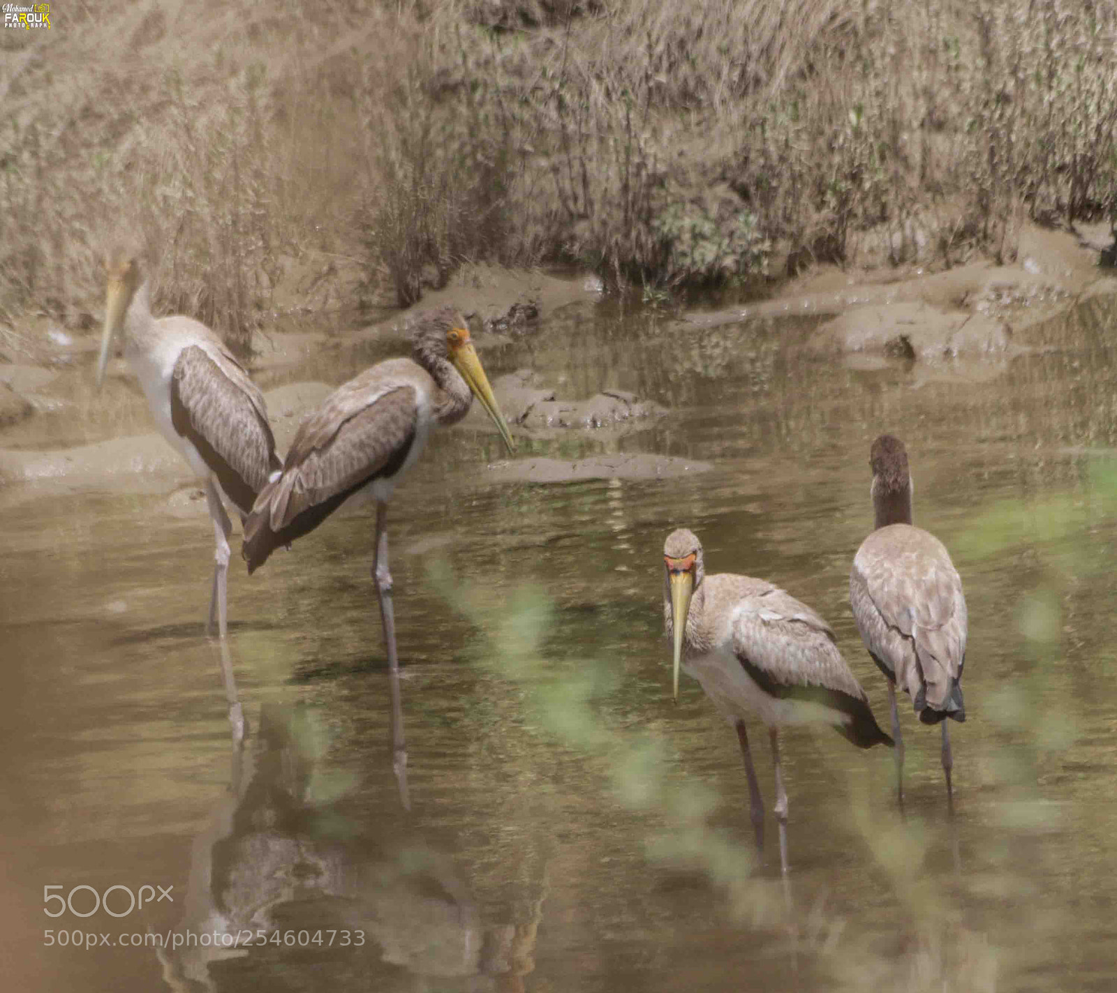Canon EOS 70D sample photo. Storks and white stork photography