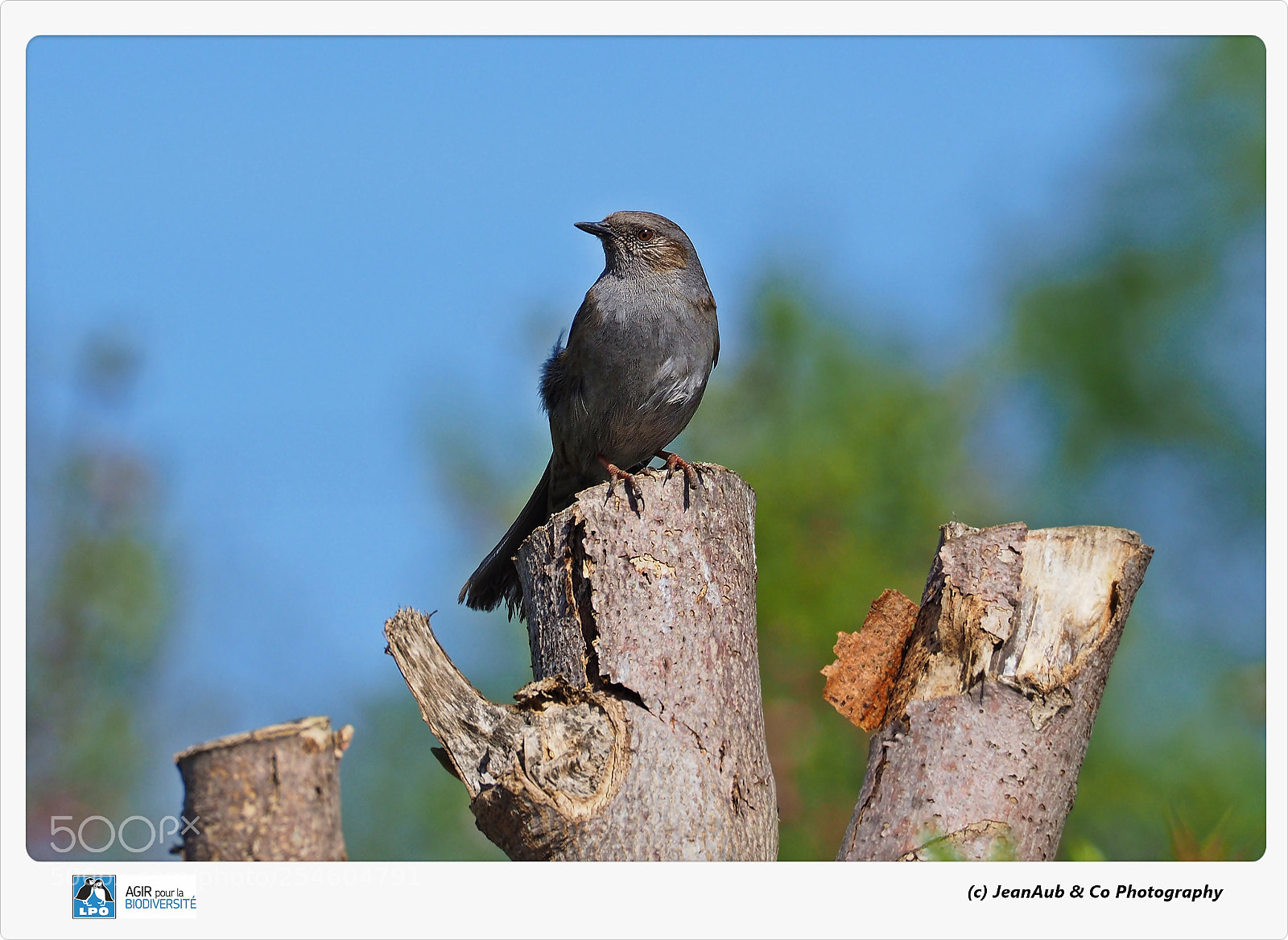 Olympus OM-D E-M5 II sample photo. Dunnock photography
