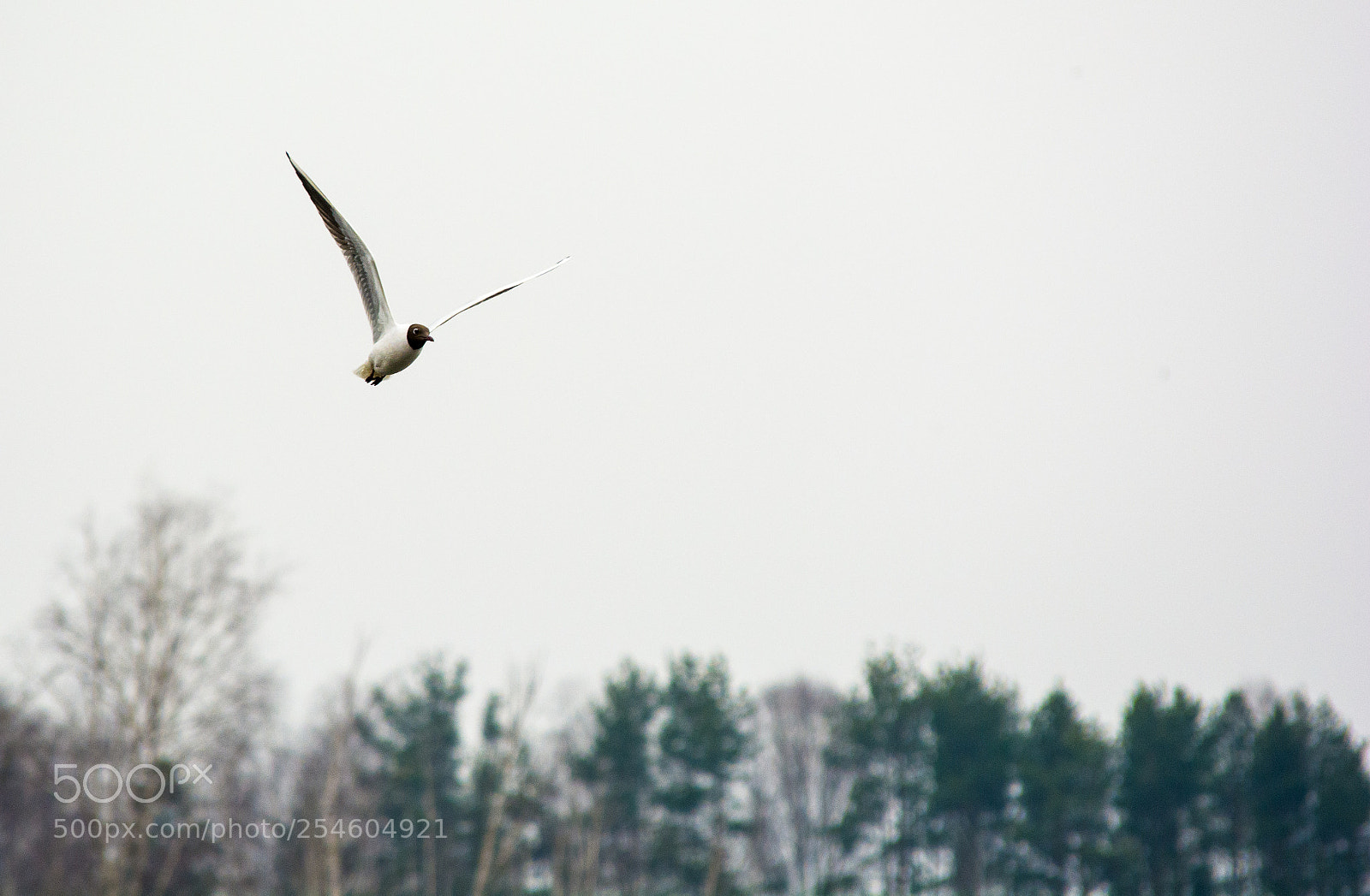 Nikon D7100 sample photo. 3031.jpg photography