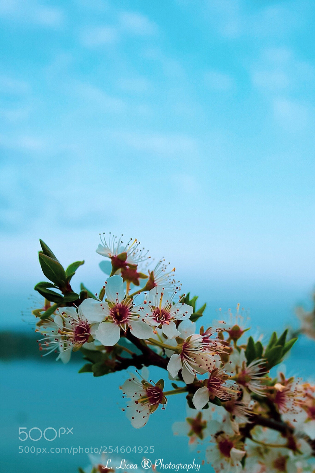 Canon EOS 6D Mark II sample photo. At horizon  photography