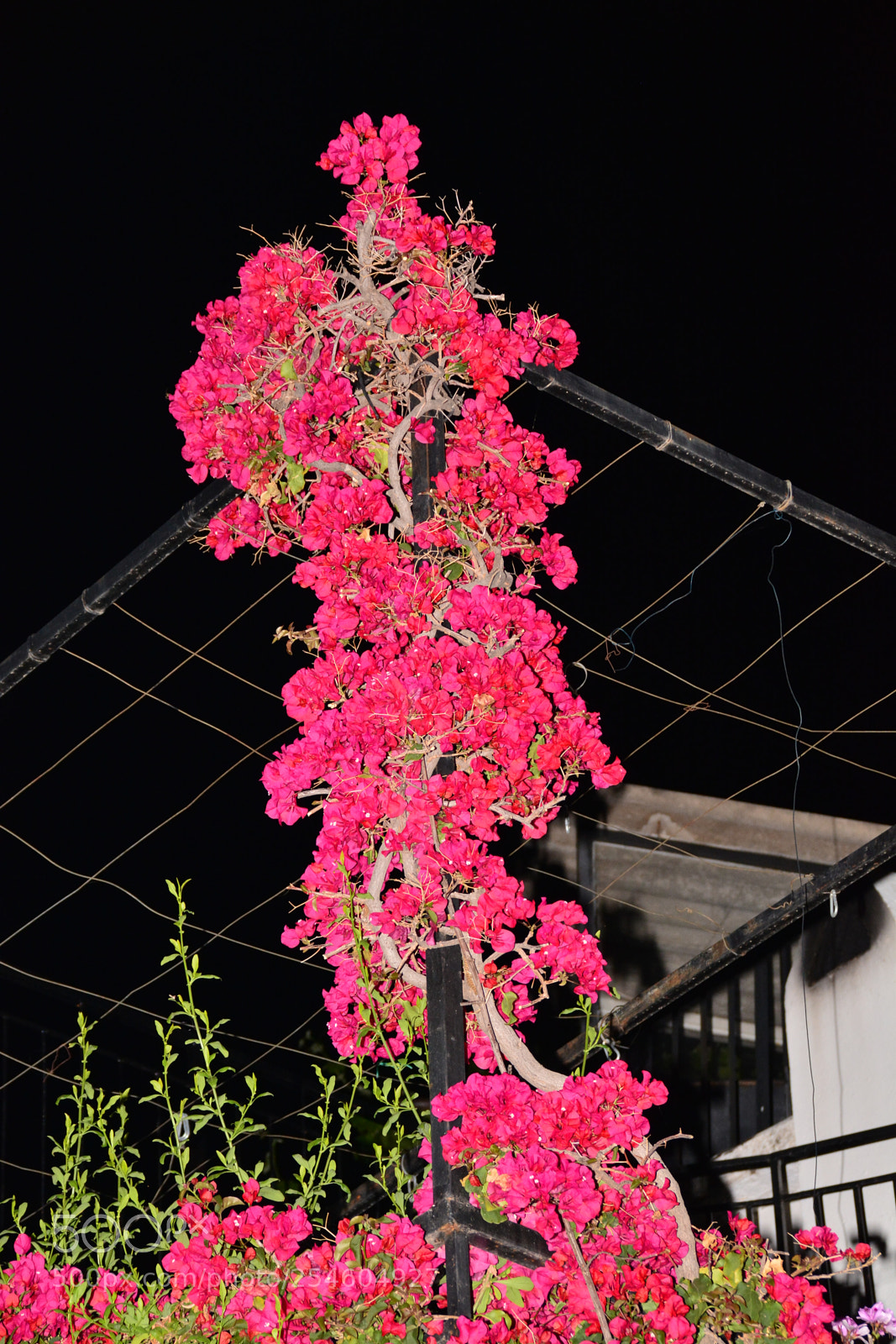 Nikon D7100 sample photo. Erdemit photography