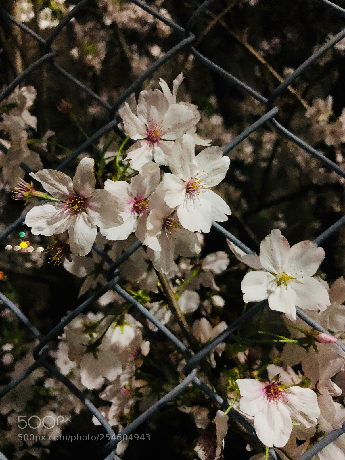 Apple iPhone 8 Plus sample photo. Img photography