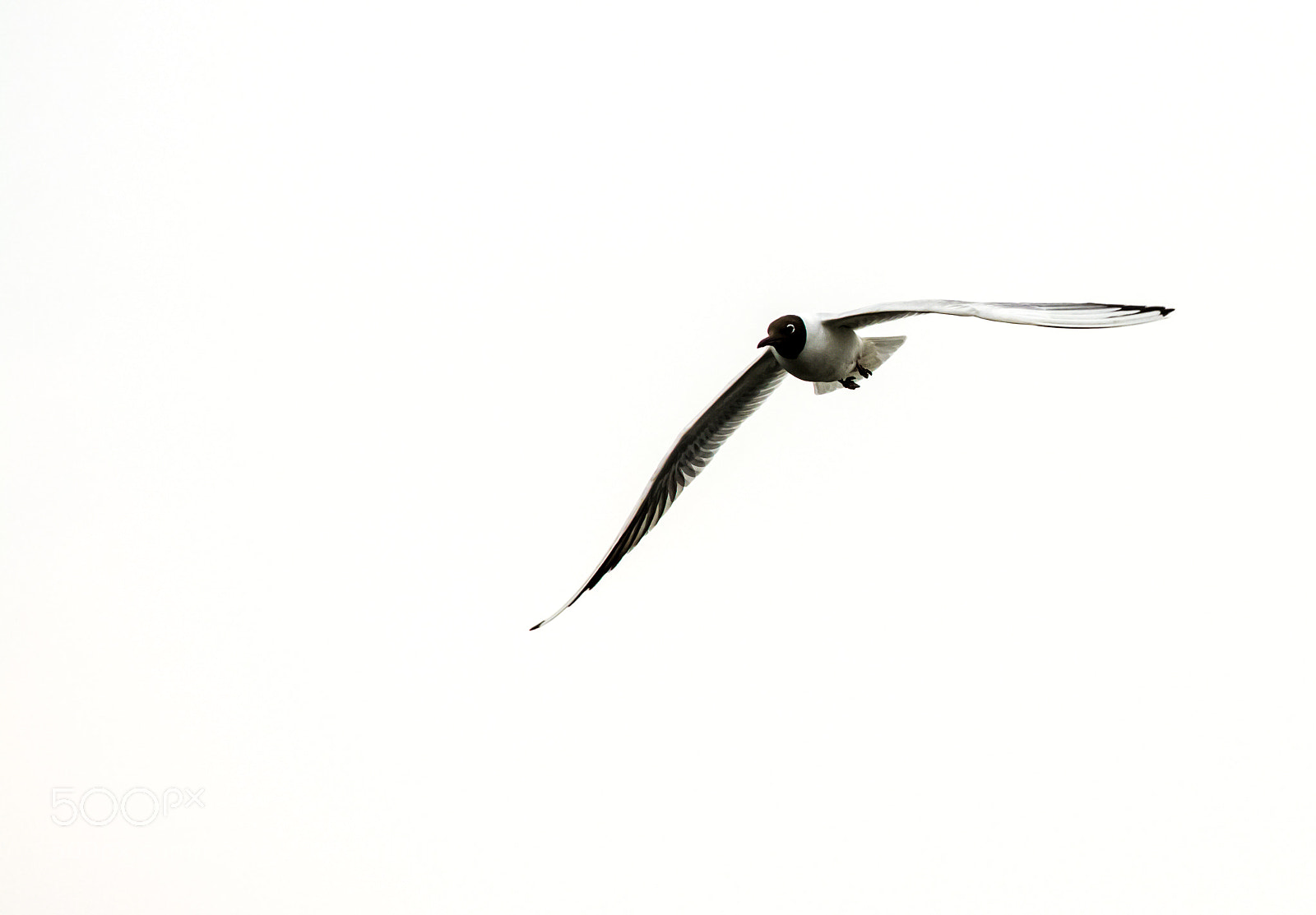 Nikon D7100 sample photo. 3043.jpg photography