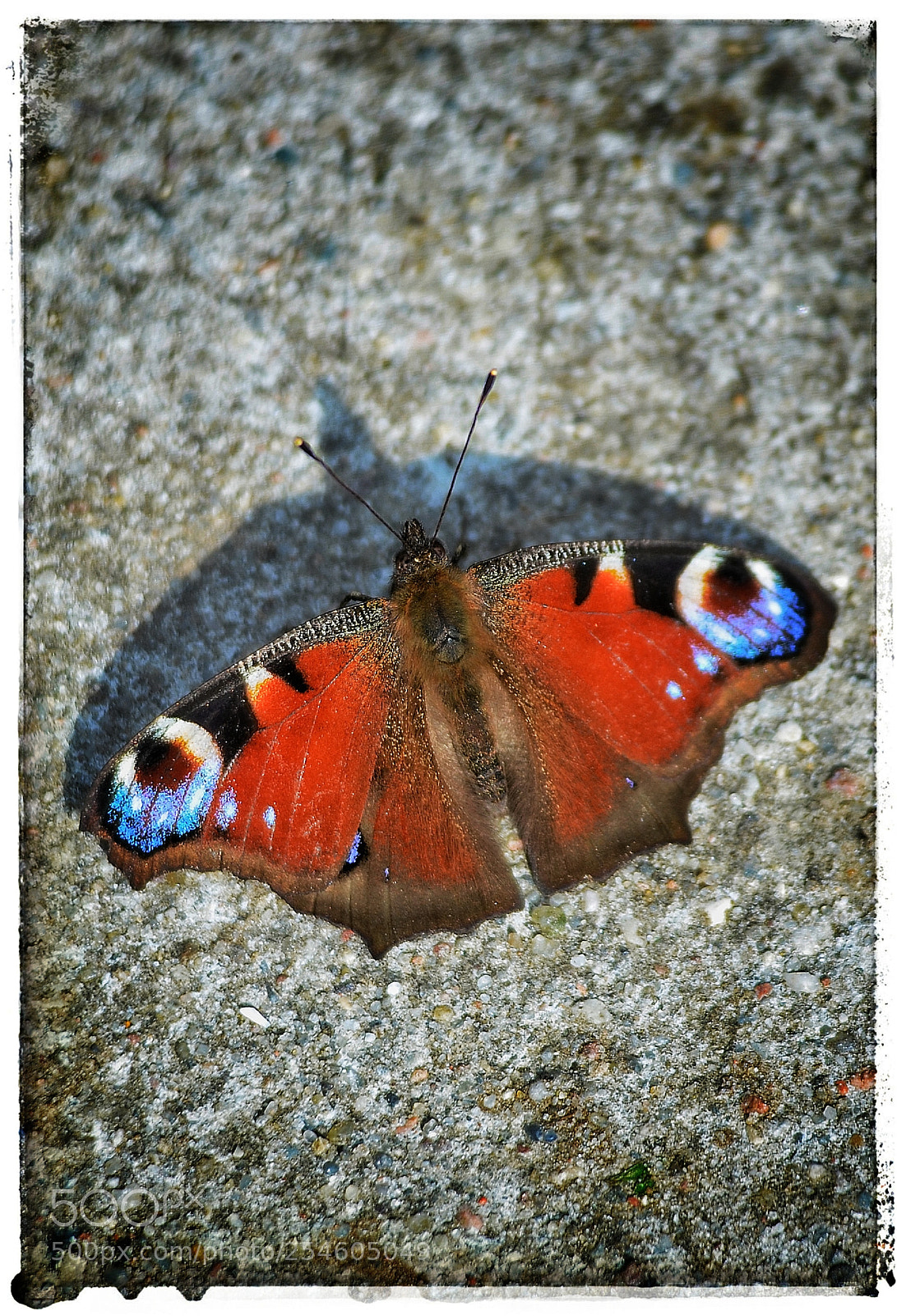 Nikon D7000 sample photo. Butterfly photography