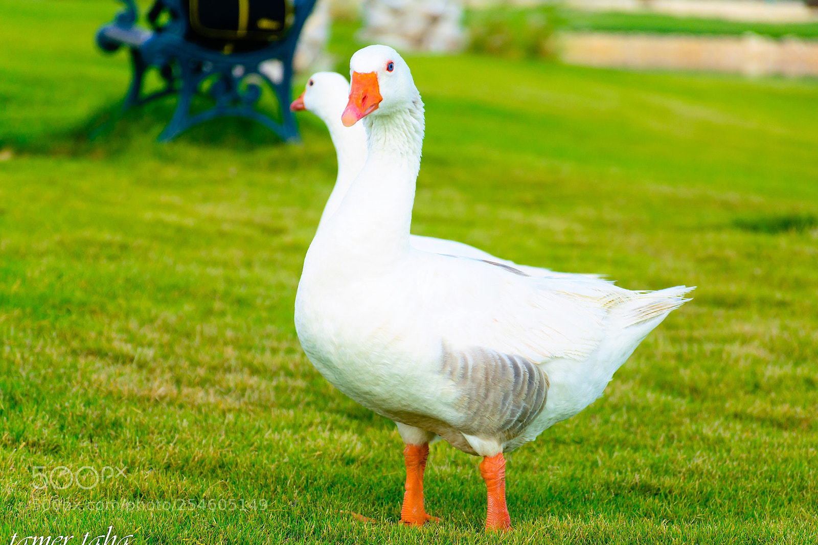 Nikon D5200 sample photo. W () photography