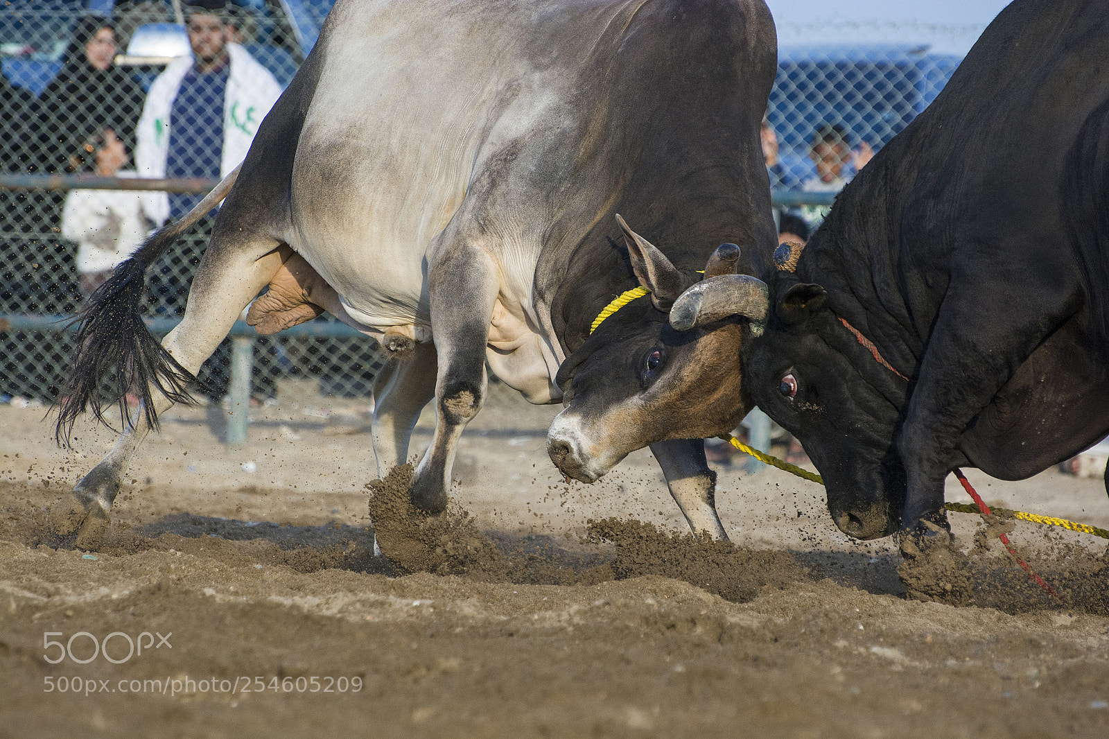 Nikon D7100 sample photo. Fujairah bull fight photography