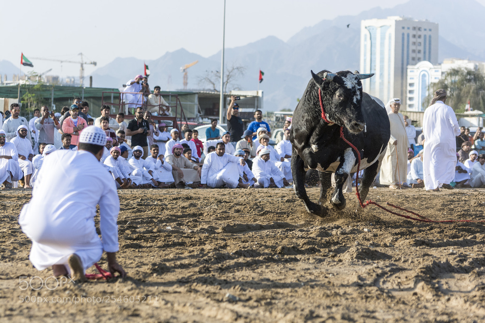 Nikon D7100 sample photo. Fujarah bull fight photography