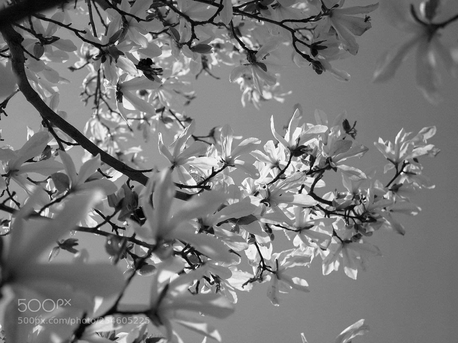 Canon EOS 1300D (EOS Rebel T6 / EOS Kiss X80) sample photo. White flowers photography