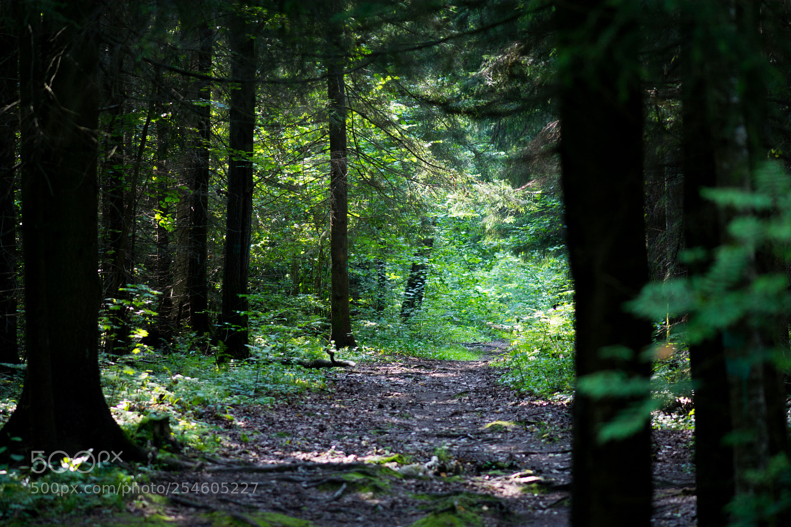 Nikon D7100 sample photo. 3485.jpg photography