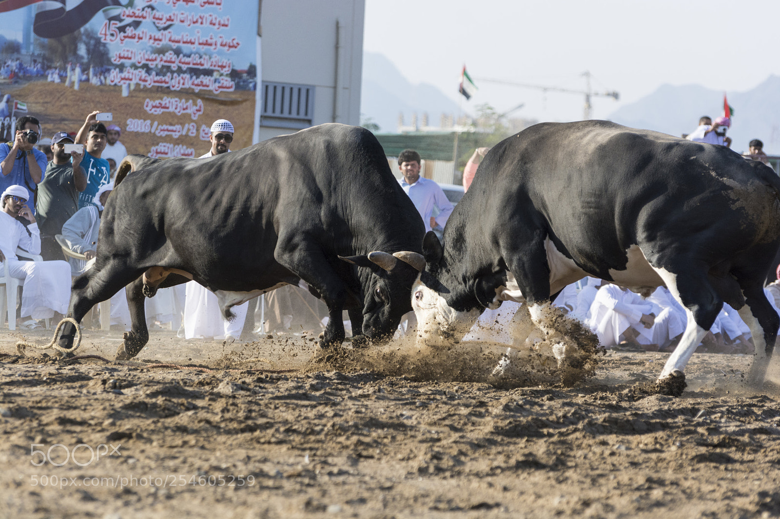 Nikon D7100 sample photo. Bull fight photography